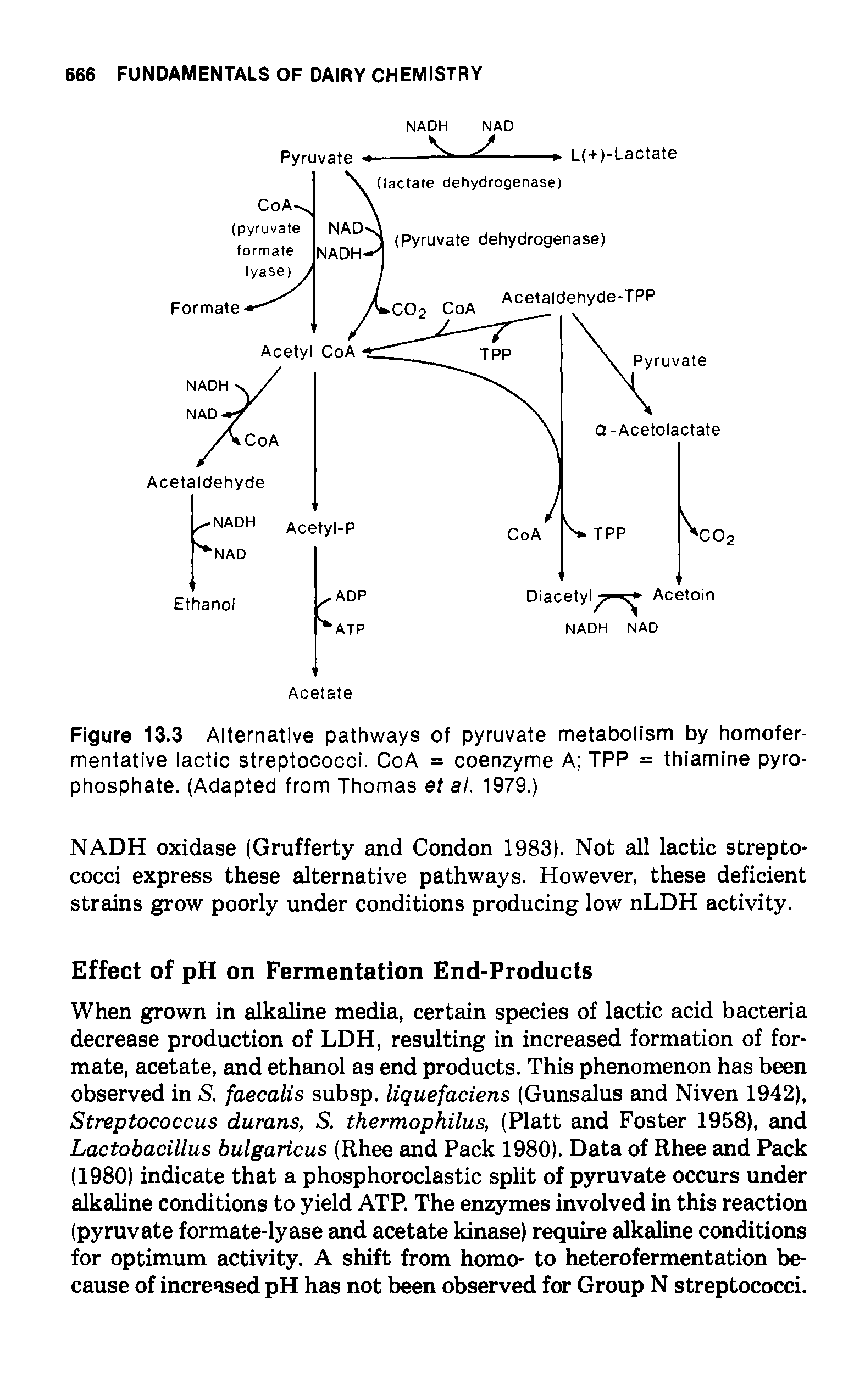 Figure 13.3 Alternative pathways of pyruvate metabolism by homofer-mentative lactic streptococci. CoA = coenzyme A TPP = thiamine pyrophosphate. (Adapted from Thomas et at. 1979.)...