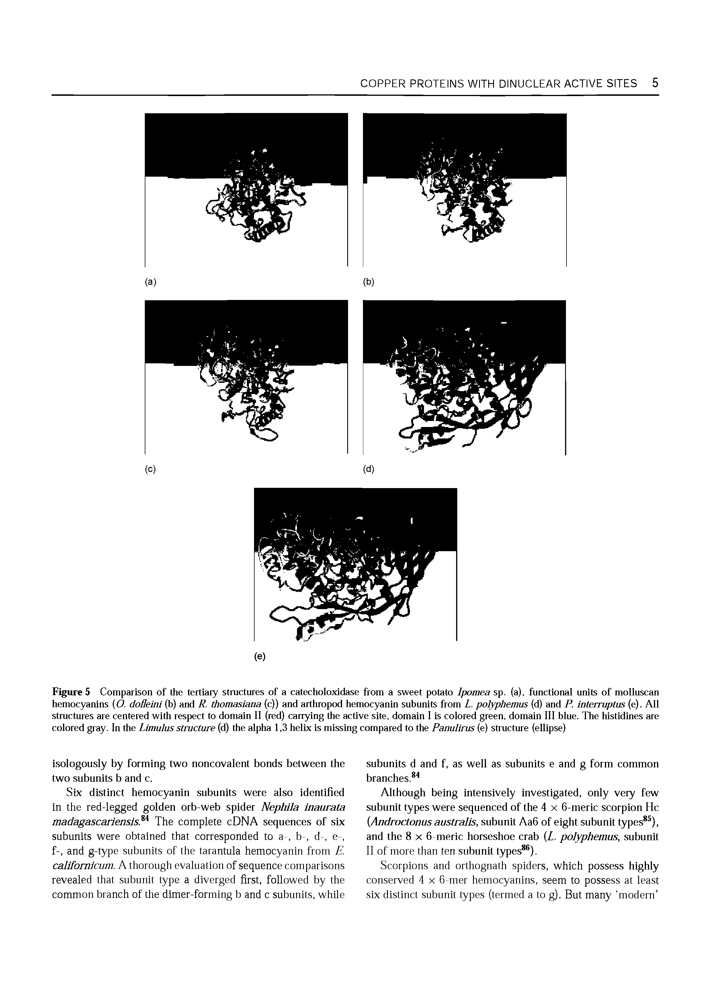 Figures Comparison of the tertiary structures of a catecholoxidase from a sweet potato Ipomea sp. (a), functional units of molluscan hemocyanins O. dofleini (b) and R. thomasiana (c)) and arthropod hemocyanin subunits from L. poIyphemus (d) and P. inteiruptus (e). All structures are centered with respect to domain II (red) carrying the active site, domain I is colored green, domain III blue. The histidines are colored gray. In the Limulus structure (d) the alpha 1,3 helix is missing compared to the Panulirus (e) structure (ellipse)...