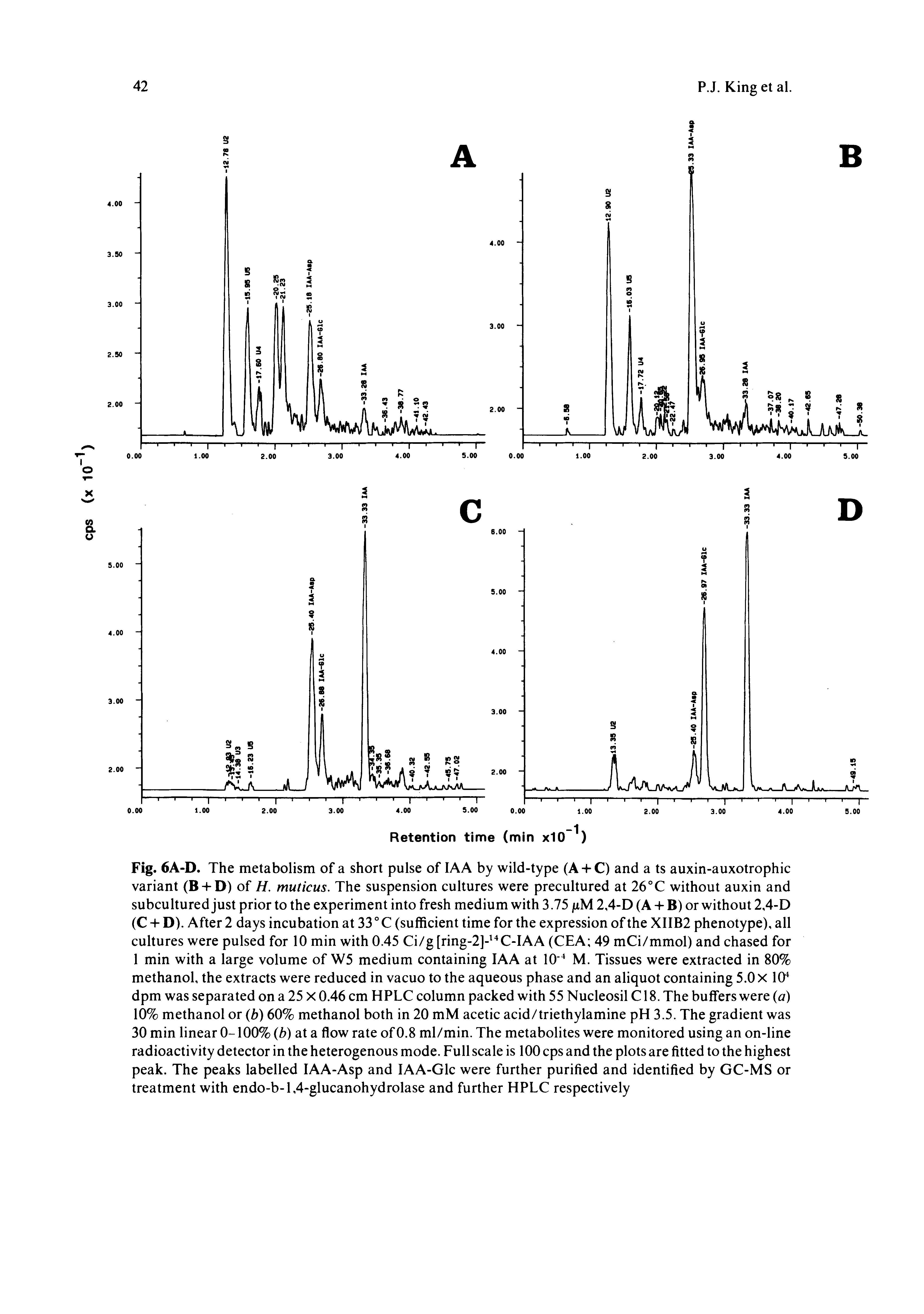 Fig. 6A-D. The metabolism of a short pulse of lAA by wild-type (A + C) and a ts auxin-auxotrophic variant (B + D) of H. muticus. The suspension cultures were precultured at 26 C without auxin and subcultured just prior to the experiment into fresh medium with 3.75 juM 2,4-D (A + B) or without 2,4-D (C + D). After 2 days incubation at 33 ° C (sufficient time for the expression of the XIIB2 phenotype), all cultures were pulsed for 10 min with 0.45 Ci/g [ring-2]- C-IAA (CEA 49 mCi/mmol) and chased for 1 min with a large volume of W5 medium containing lAA at 10 M. Tissues were extracted in 80% methanol, the extracts were reduced in vacuo to the aqueous phase and an aliquot containing 5.0 X 10 dpm was separated on a 25 X 0.46 cm HPLC column packed with 55 Nucleosil C18. The buffers were a) 10% methanol or b) 60% methanol both in 20 mM acetic acid/triethylamine pH 3.5. The gradient was 30 min linear 0-100% (b) at a flow rate of 0.8 ml/min. The metabolites were monitored using an on-line radioactivity detector in the heterogenous mode. Full scale is 100 cps and the plots are fitted to the highest peak. The peaks labelled lAA-Asp and lAA-Glc were further purified and identified by GC-MS or treatment with endo-b-l,4-glucanohydrolase and further HPLC respectively...