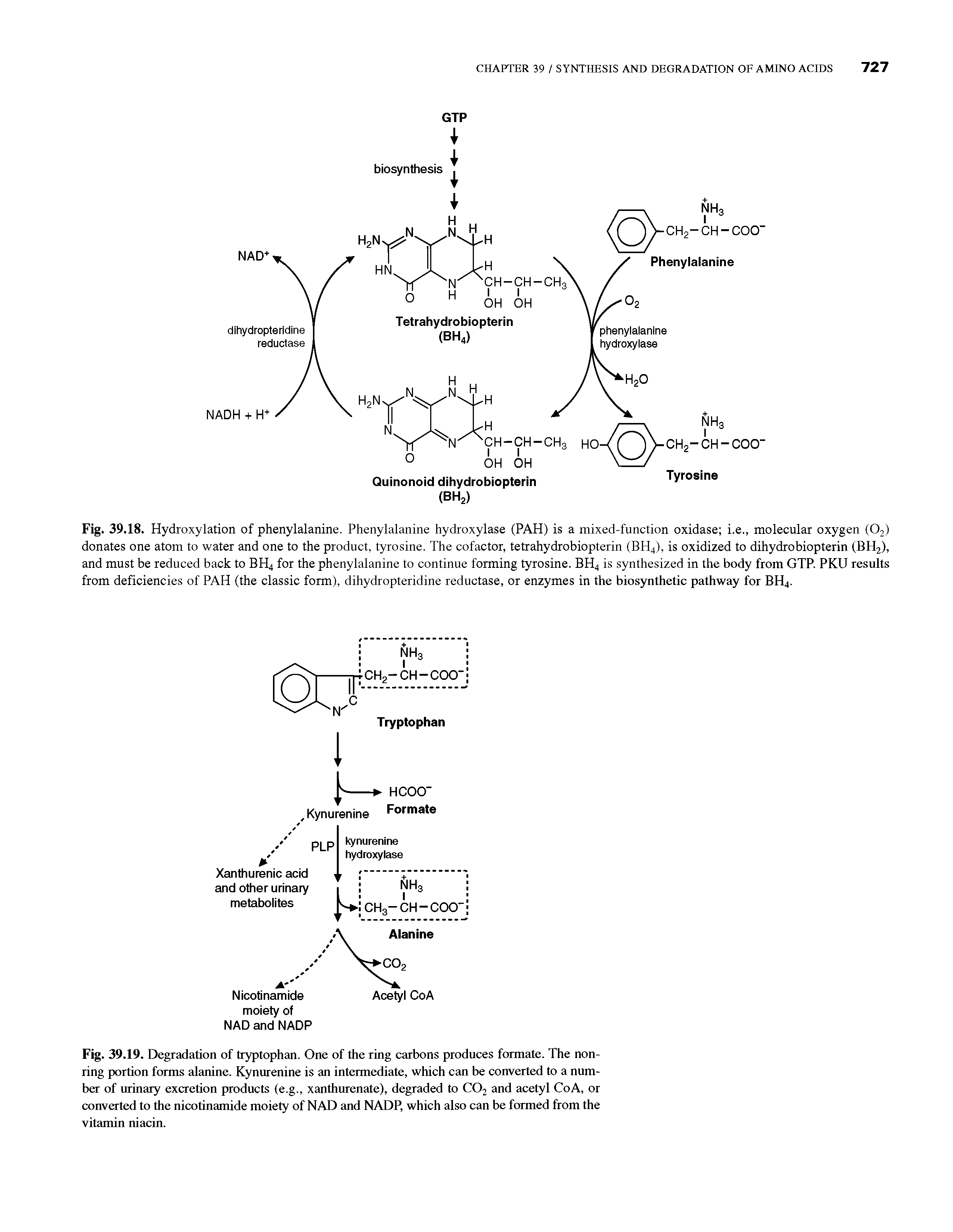 Fig. 39.19. Degradation of tryptophan. One of the ring carbons produces formate. The nonring portion forms alanine. Kynurenine is an intermediate, which can be converted to a number of urinary excretion products (e.g., xanthurenate), degraded to CO2 and acetyl CoA, or converted to the nicotinamide moiety of NAD and NADP, which also can be formed from the vitamin niacin.