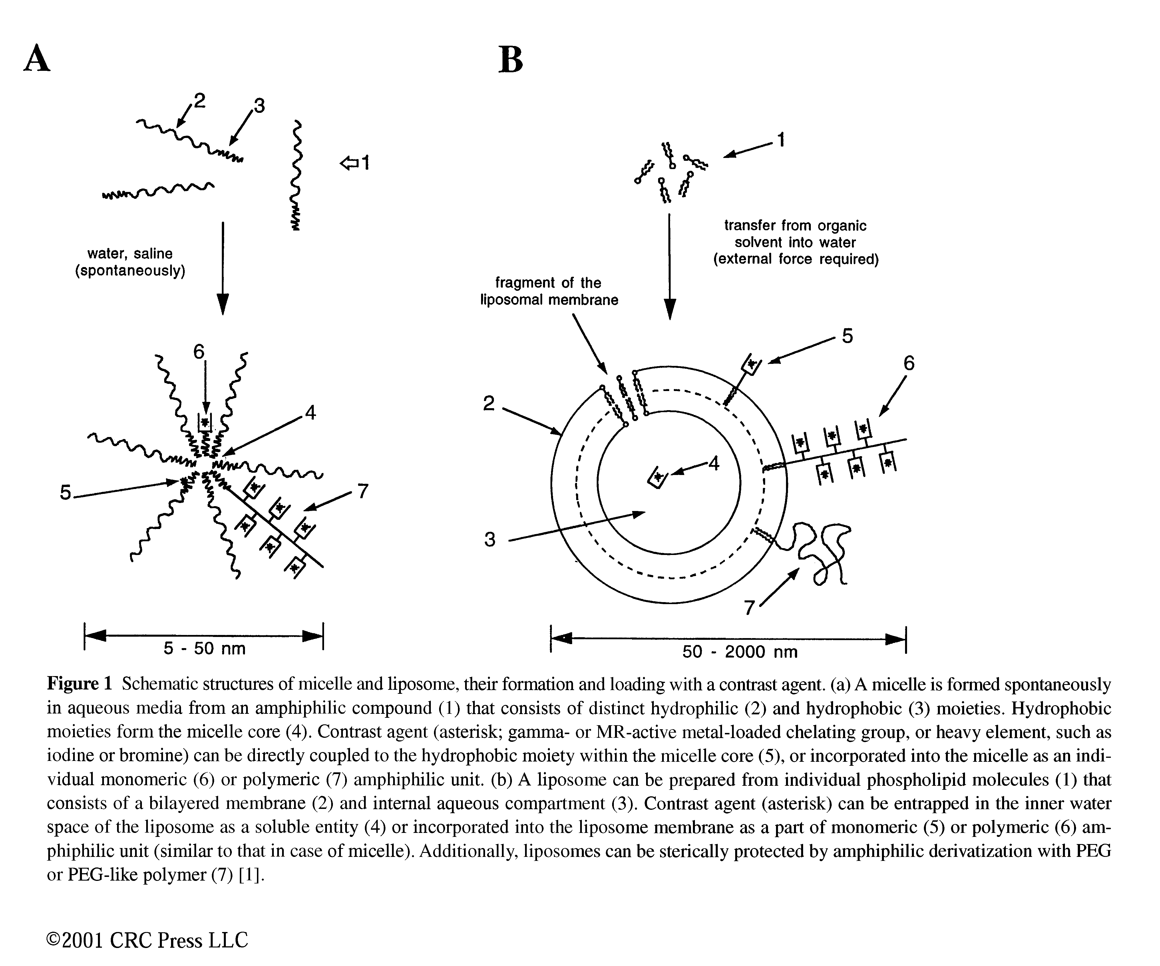 Figure 1 Schematic structures of micelle and liposome, their formation and loading with a contrast agent, (a) A micelle is formed spontaneously in aqueous media from an amphiphilic compound (1) that consists of distinct hydrophilic (2) and hydrophobic (3) moieties. Hydrophobic moieties form the micelle core (4). Contrast agent (asterisk gamma- or MR-active metal-loaded chelating group, or heavy element, such as iodine or bromine) can be directly coupled to the hydrophobic moiety within the micelle core (5), or incorporated into the micelle as an individual monomeric (6) or polymeric (7) amphiphilic unit, (b) A liposome can be prepared from individual phospholipid molecules (1) that consists of a bilayered membrane (2) and internal aqueous compartment (3). Contrast agent (asterisk) can be entrapped in the inner water space of the liposome as a soluble entity (4) or incorporated into the liposome membrane as a part of monomeric (5) or polymeric (6) amphiphilic unit (similar to that in case of micelle). Additionally, liposomes can be sterically protected by amphiphilic derivatization with PEG or PEG-like polymer (7) [1].