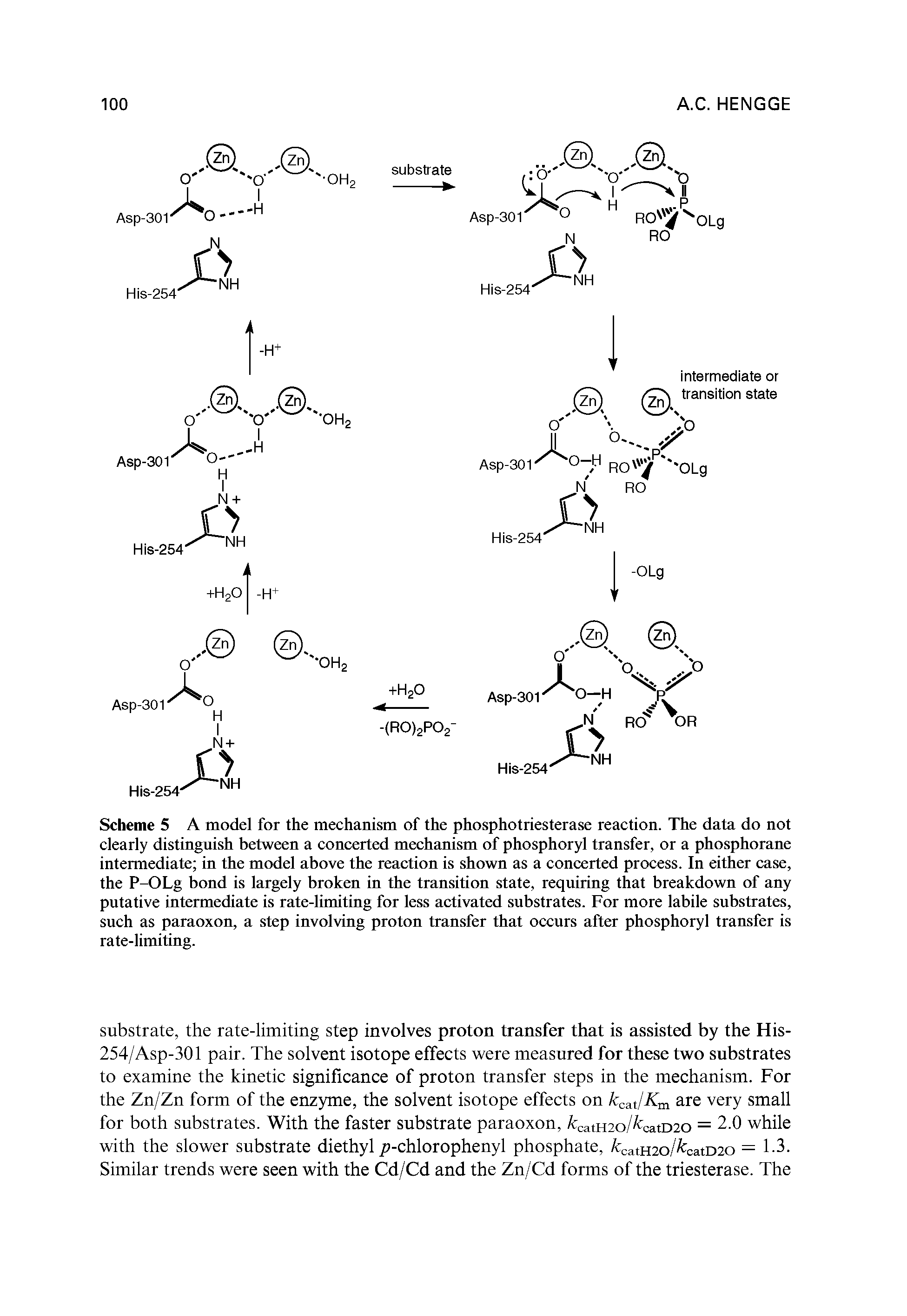 Scheme 5 A model for the mechanism of the phosphotriesterase reaction. The data do not clearly distinguish between a concerted mechanism of phosphoryl transfer, or a phosphorane intermediate in the model above the reaction is shown as a concerted process. In either case, the P-OLg bond is largely broken in the transition state, requiring that breakdown of any putative intermediate is rate-limiting for less activated substrates. For more labile substrates, such as paraoxon, a step involving proton transfer that occurs after phosphoryl transfer is rate-limiting.