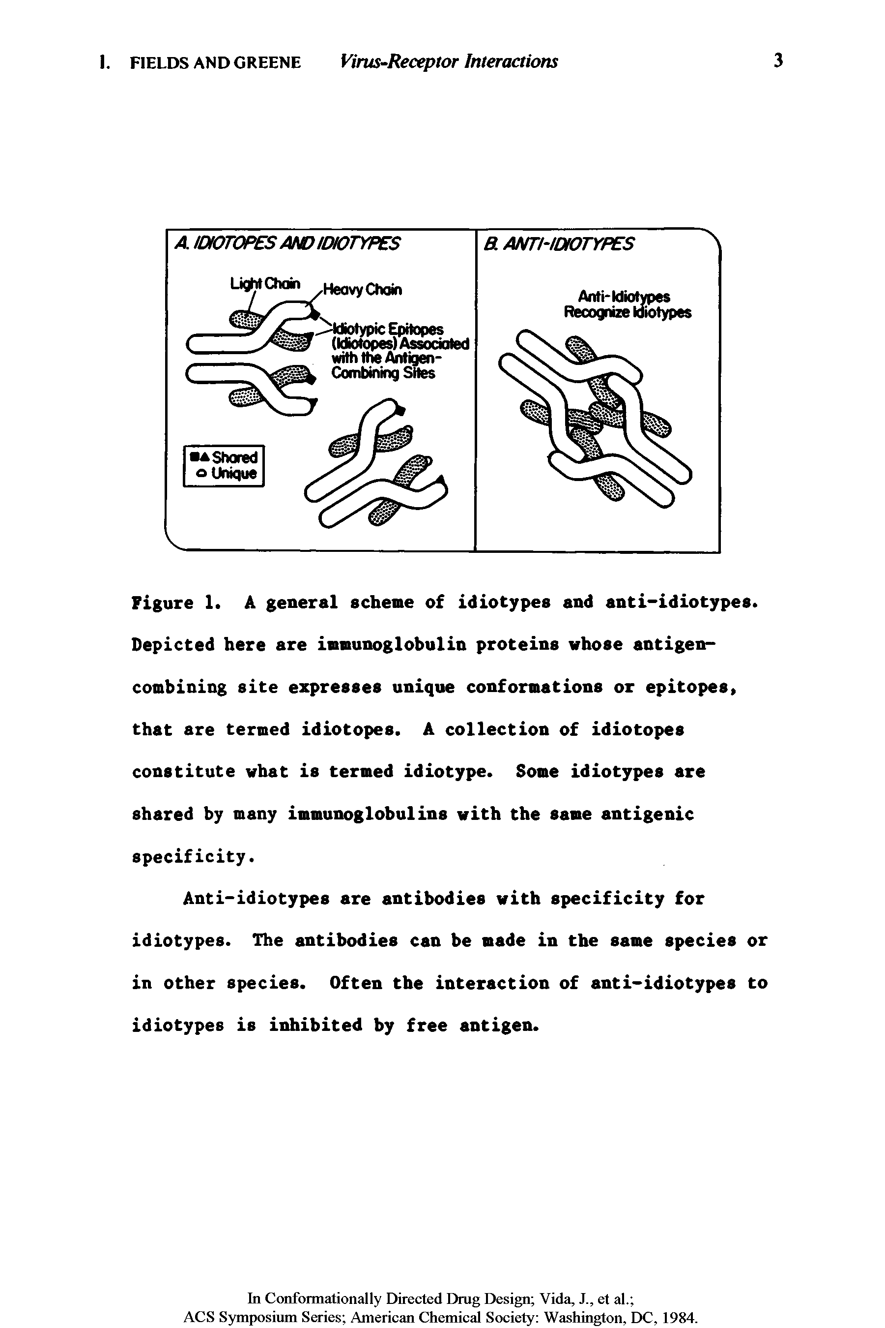 Figure 1. A general scheme of idiotypes and anti-idiotypes. Depicted here are immunoglobulin proteins whose antigencombining site expresses unique conformations or epitopes, that are termed idiotopes. A collection of idiotopes constitute what is termed idiotype. Some idiotypes are shared by many immunoglobulins with the same antigenic specificity.