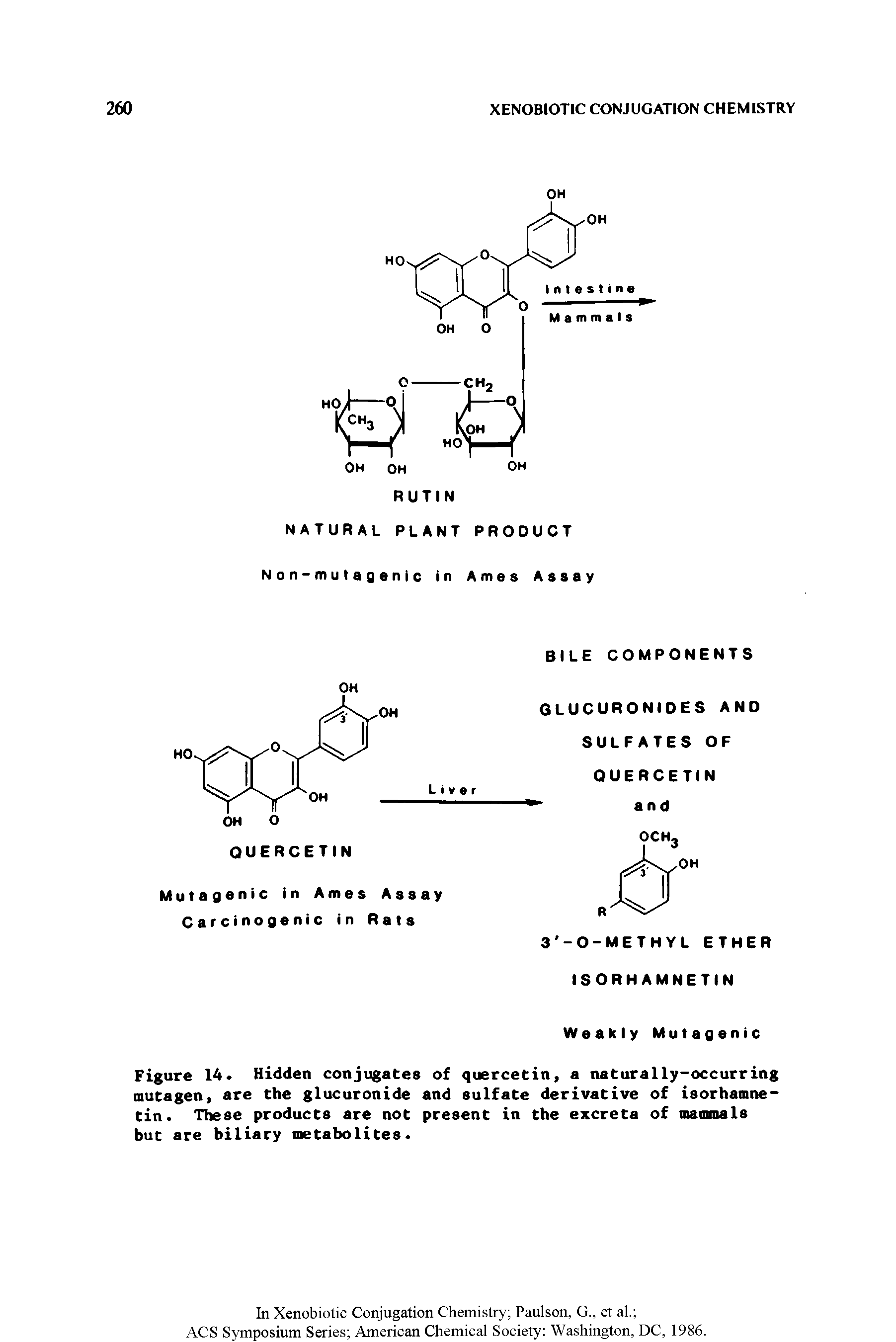 Figure 14- Hidden conjugates of quercetin, a naturally-occurring mutagen, are the glucuronide and sulfate derivative of isorhamnetin. These products are not present in the excreta of mammals but are biliary metabolites.