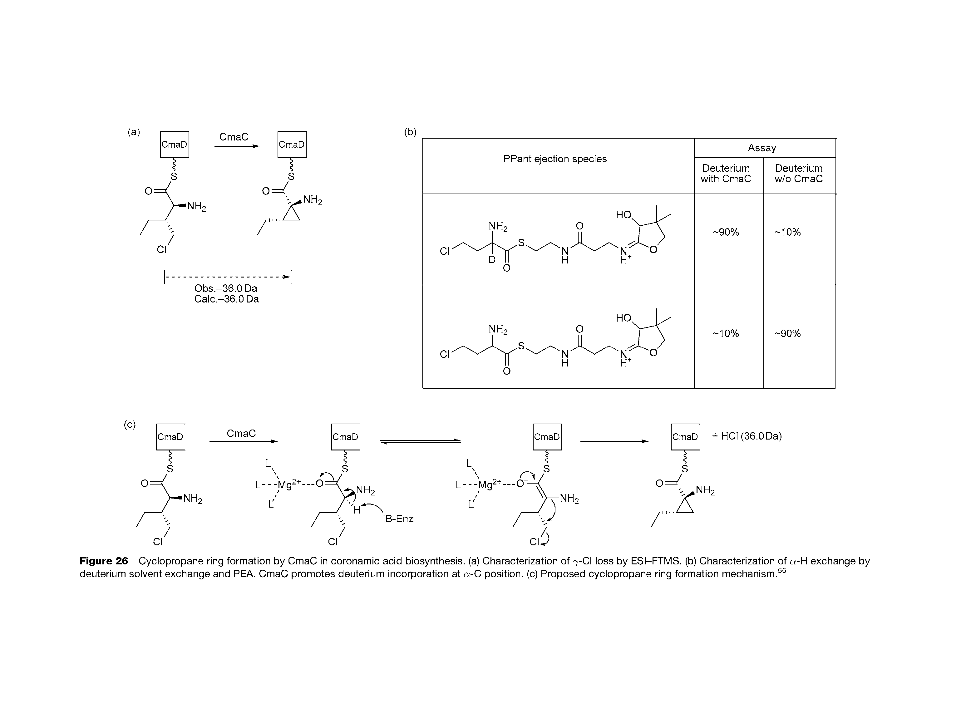 Figure 26 Cyclopropane ring formation by CmaC in coronamic acid biosynthesis, (a) Characterization of 7-CI loss by ESI-FTMS. (b) Characterization of a-H exchange by deuterium solvent exchange and PEA. CmaC promotes deuterium incorporation at a-C position, (c) Proposed cyclopropane ring formation mechanism.55...