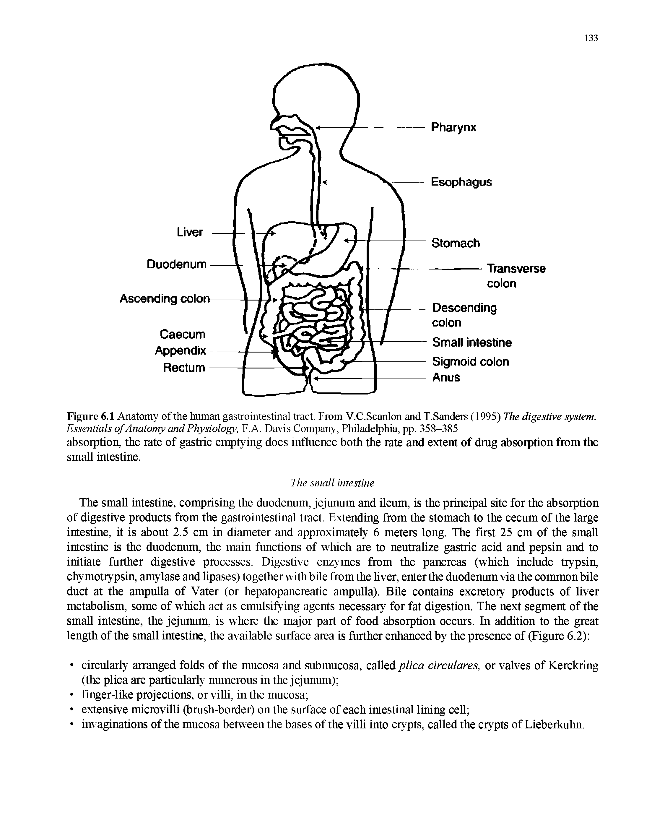 Figure 6.1 Anatomy of the human gastrointestinal tract. From V.C.Scanlon and T.Sanders (1995) The digestive system. Essentials of Anatomy and Physiology, F.A. Davis Company, Philadelphia, pp. 358-385...