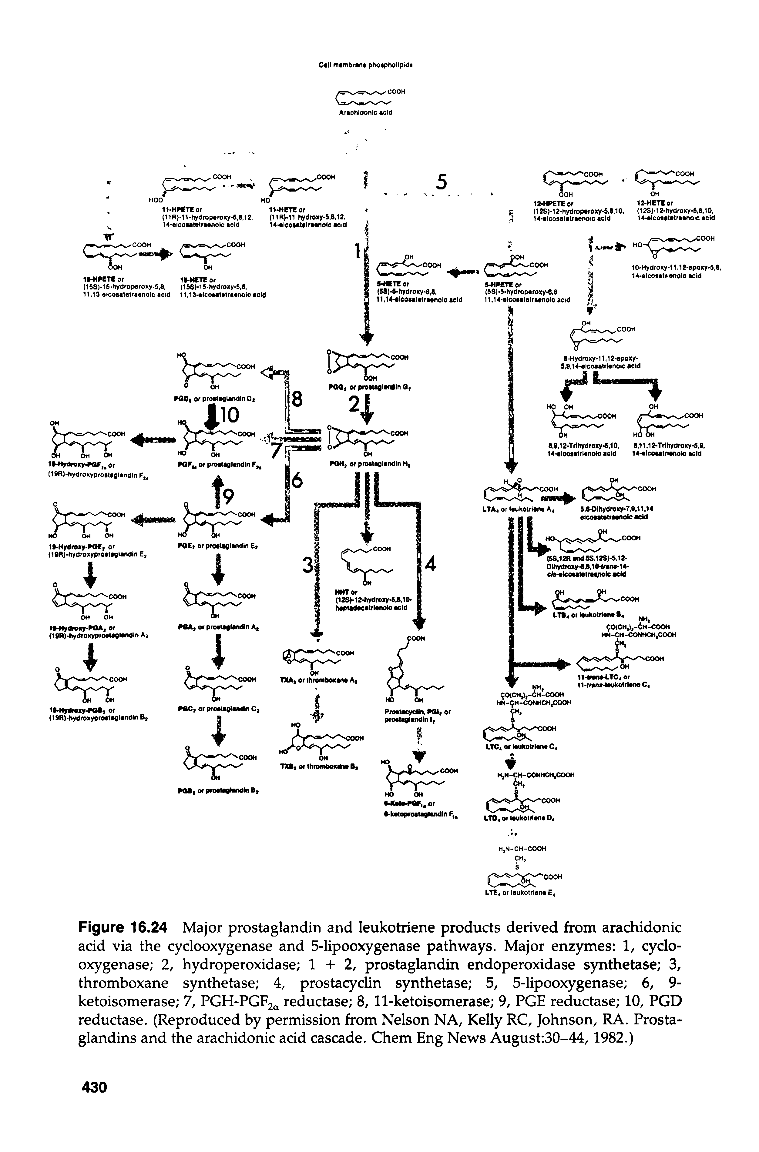 Figure 16.24 Major prostaglandin and leukotriene products derived from arachidonic acid via the cyclooxygenase and 5-lipooxygenase pathways. Major enzymes 1, cyclooxygenase 2, hydroperoxidase 1 + 2, prostaglandin endoperoxidase synthetase 3, thromboxane synthetase 4, prostacyclin synthetase 5, 5-lipooxygenase 6, 9-ketoisomerase 7, PGH-PGF2a reductase 8, 11-ketoisomerase 9, PGE reductase 10, PGD reductase. (Reproduced by permission from Nelson NA, Kelly RC, Johnson, RA. Prostaglandins and the arachidonic acid cascade. Chem Eng News August 30-44, 1982.)...