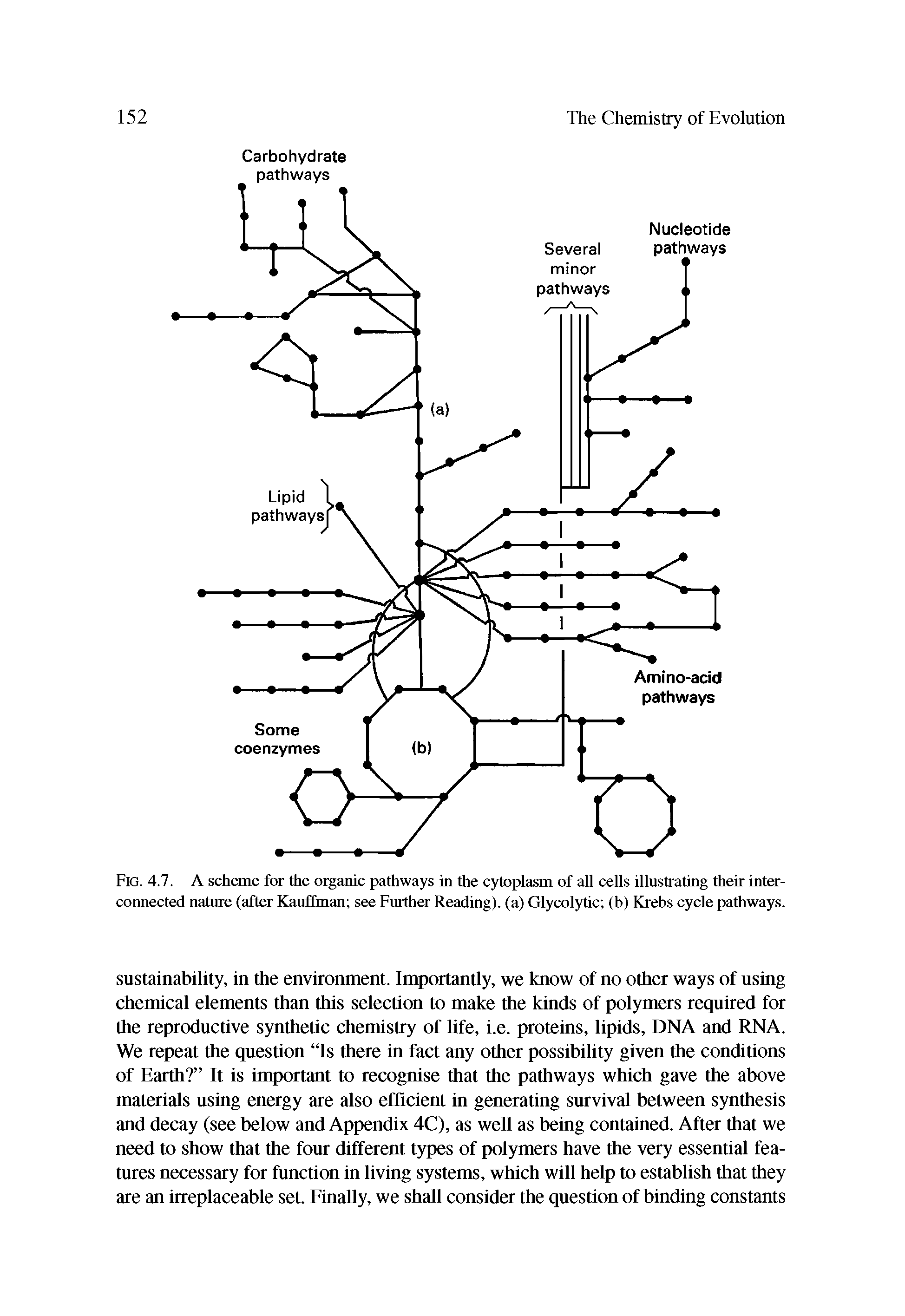 Fig. 4.7. A scheme for the organic pathways in the cytoplasm of all cells illustrating their interconnected nature (after Kauffman see Further Reading), (a) Glycolytic (b) Krebs cycle pathways.