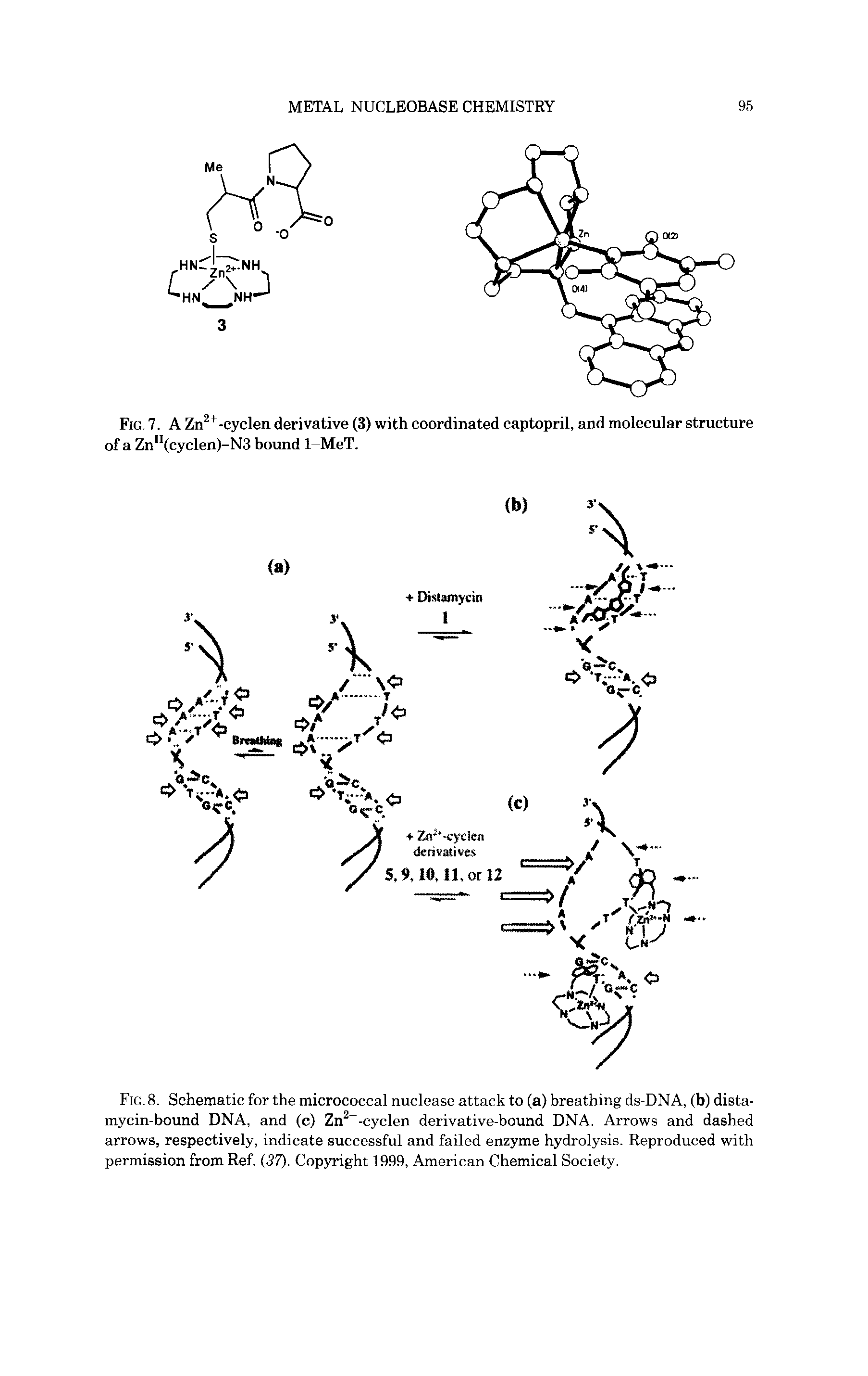 Fig. 8. Schematic for the micrococcal nuclease attack to (a) breathing ds-DNA, (b) dista-mycin-bound DNA, and (c) Zn2+-cyclen derivative-bound DNA. Arrows and dashed arrows, respectively, indicate successful and failed enzyme hydrolysis. Reproduced with permission from Ref. (37). Copyright 1999, American Chemical Society.