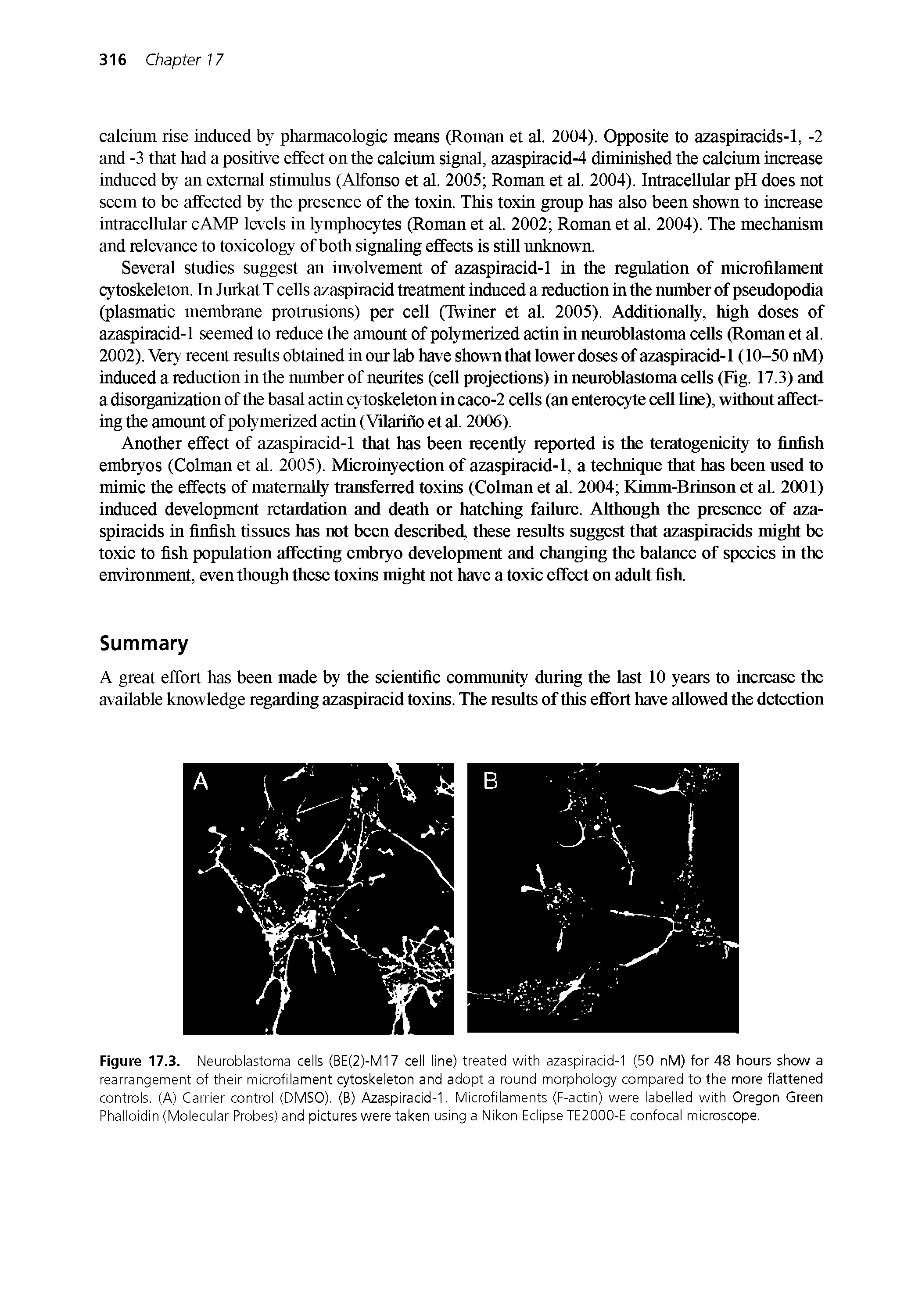 Figure 17.3. Neuroblastoma cells (BE(2)-M17 cell line) treated with azasplracld-1 (50 nM) for 48 hours show a rearrangement of their microfilament cytoskeleton and adopt a round morphology compared to the more flattened controls. (A) Carrier control (DMSO). (B) Azasplracld-1. MIcrofllaments (F-actIn) were labelled with Oregon Green Phalloldin (Molecular Probes) and pictures were taken using a Nikon Eclipse TE2000-E confocal microscope.