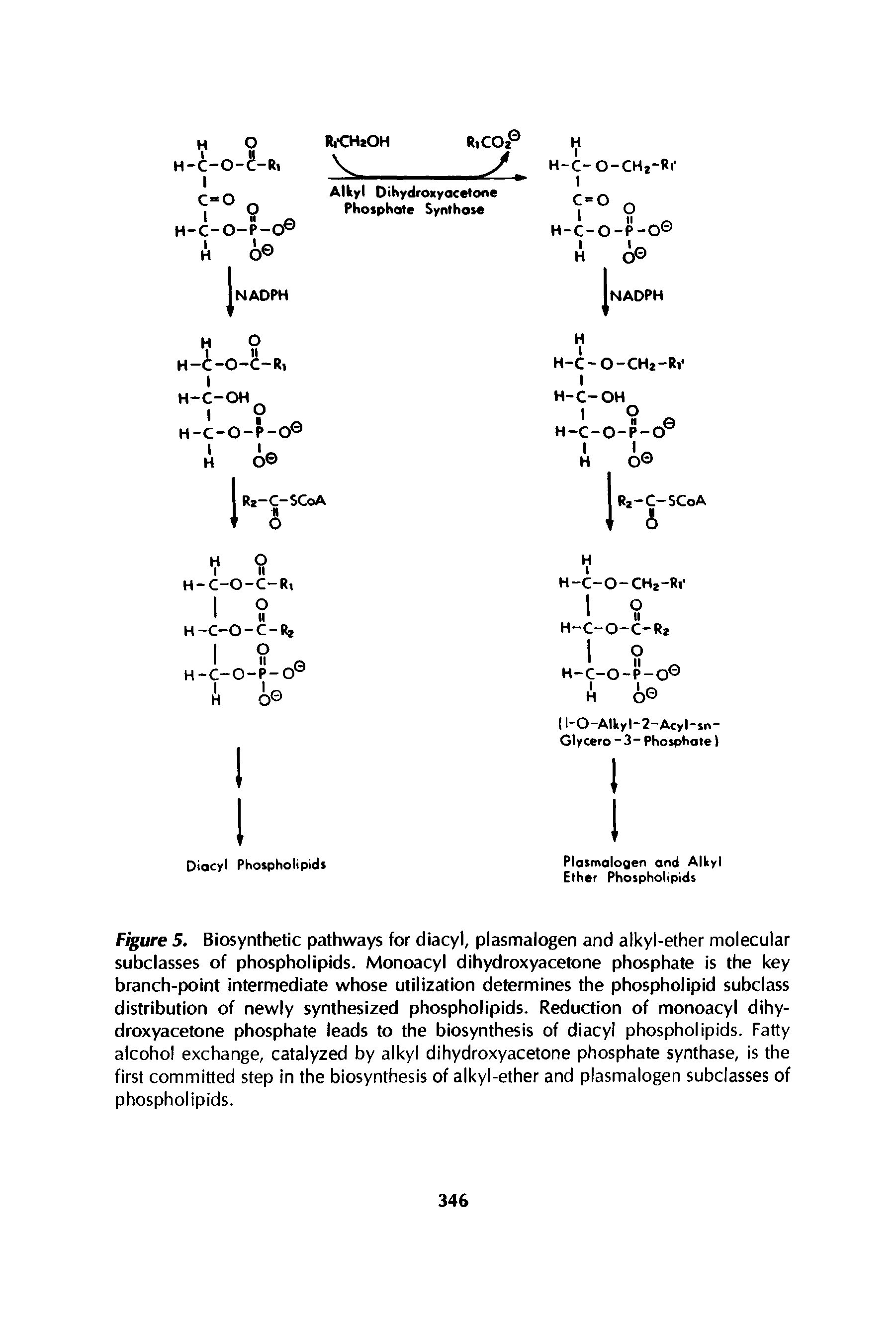 Figure 5. Biosynthetic pathways for diacyl, plasmalogen and alkyl-ether molecular subclasses of phospholipids. Monoacyl dihydroxyacetone phosphate is the key branch-point intermediate whose utilization determines the phospholipid subclass distribution of newly synthesized phospholipids. Reduction of monoacyl dihydroxyacetone phosphate leads to the biosynthesis of diacyl phospholipids. Fatty alcohol exchange, catalyzed by alkyl dihydroxyacetone phosphate synthase, is the first committed step in the biosynthesis of alkyl-ether and plasmalogen subclasses of phospholipids.
