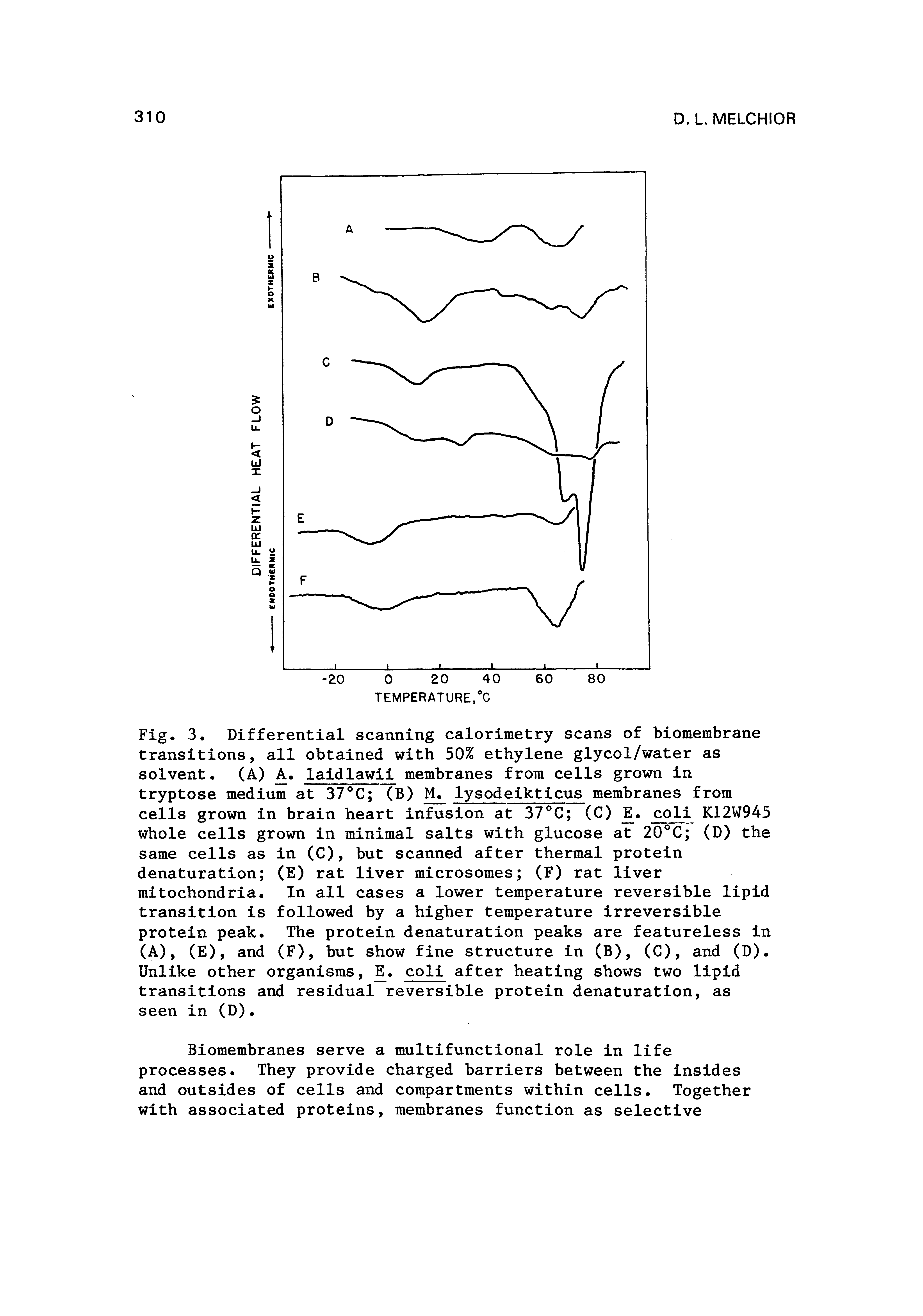 Fig. 3. Differential scanning calorimetry scans of biomembrane transitions, all obtained with 50% ethylene glycol/water as solvent. (A) A. laidlawii membranes from cells grown in tryptose medium at 37 C (B) lysodeikticus membranes from cells grown in brain heart infusion at 37 C (C) JE. coli K12W945 whole cells grown in minimal salts with glucose at 20 C (D) the same cells as in (C), but scanned after thermal protein (E) rat liver microsomes (F) rat liver In all cases a lower temperature reversible lipid transition is followed by a higher temperature irreversible protein peak. The protein denaturation peaks are featureless in (A), (E), and (F), but show fine structure in (B), (C), and (D). Unlike other organisms, coli after heating shows two lipid transitions and residual reversible protein denaturation, as seen in (D).