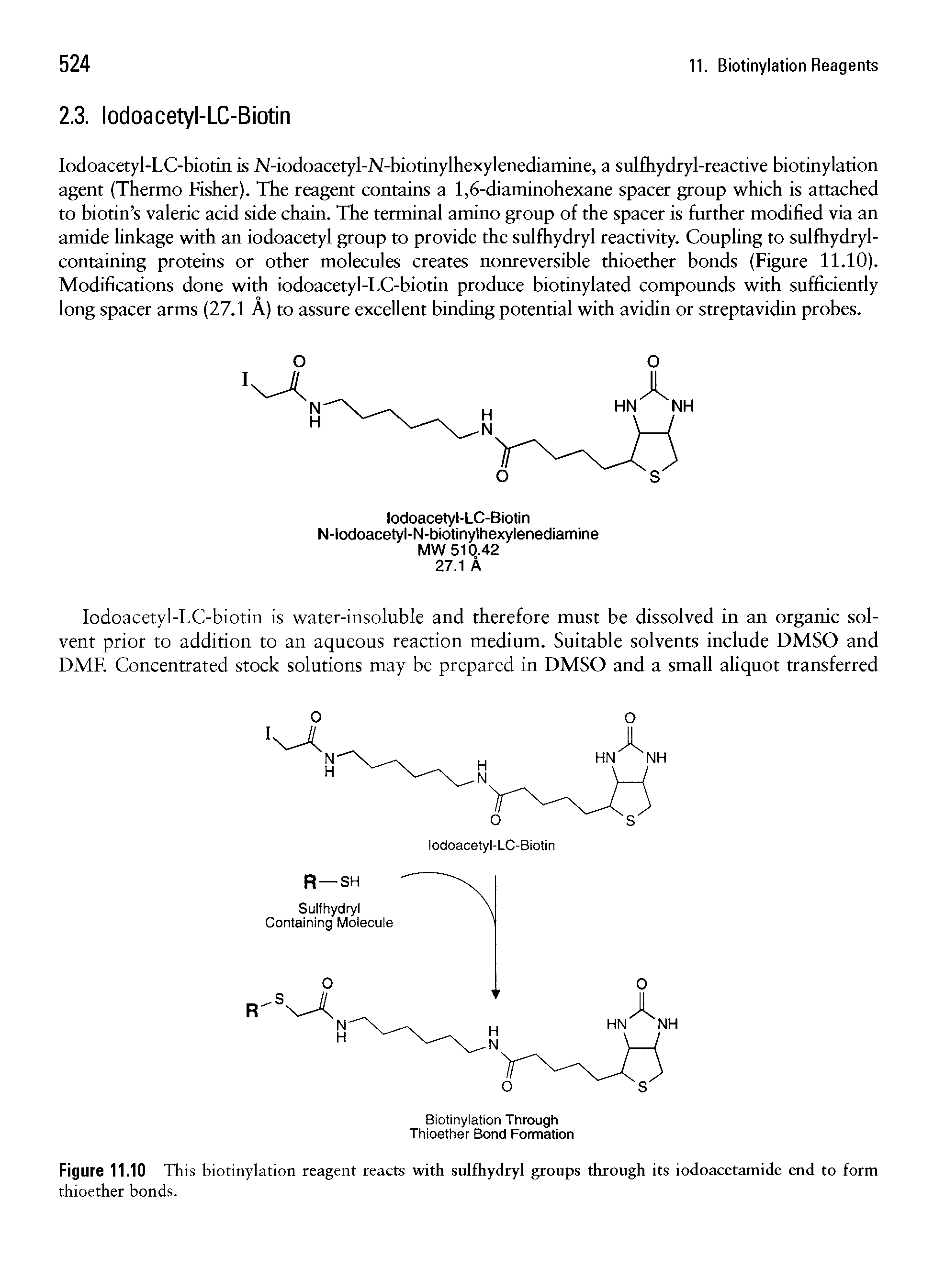 Figure 11.10 This biotinylation reagent reacts with sulfhydryl groups through its iodoacetamide end to form thioether bonds.