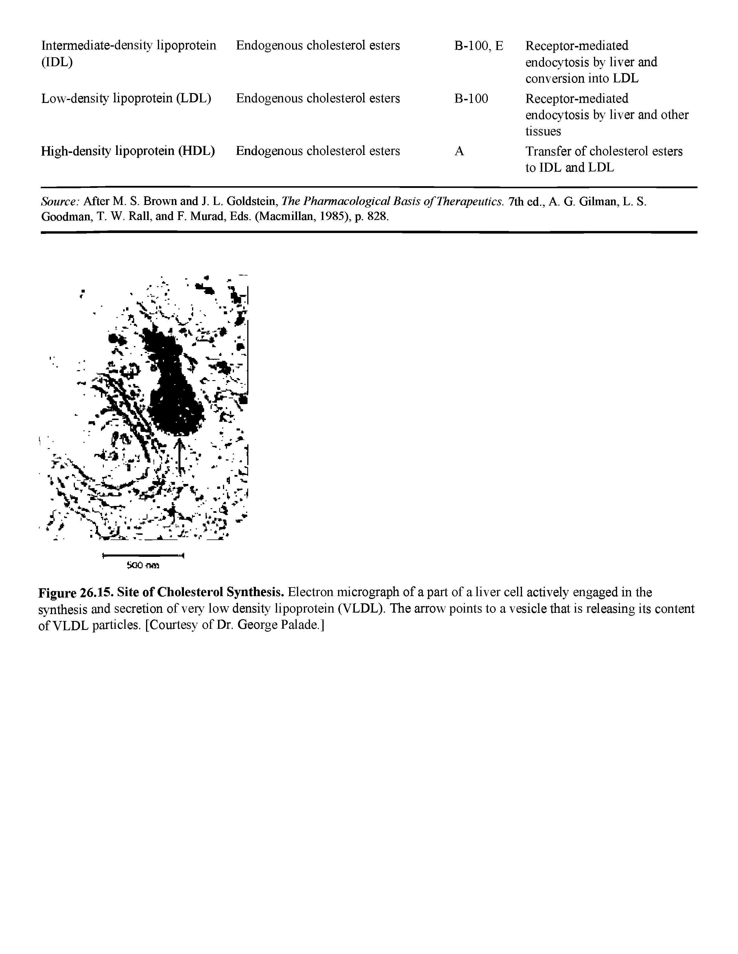 Figure 26.15. Site of Cholesterol Synthesis. Electron micrograph of a part of a liver cell actively engaged in the synthesis and secretion of very low density lipoprotein (VLDL). The arrow points to a vesicle that is releasing its content of VLDL particles. [Courtesy of Dr. George Palade.]...