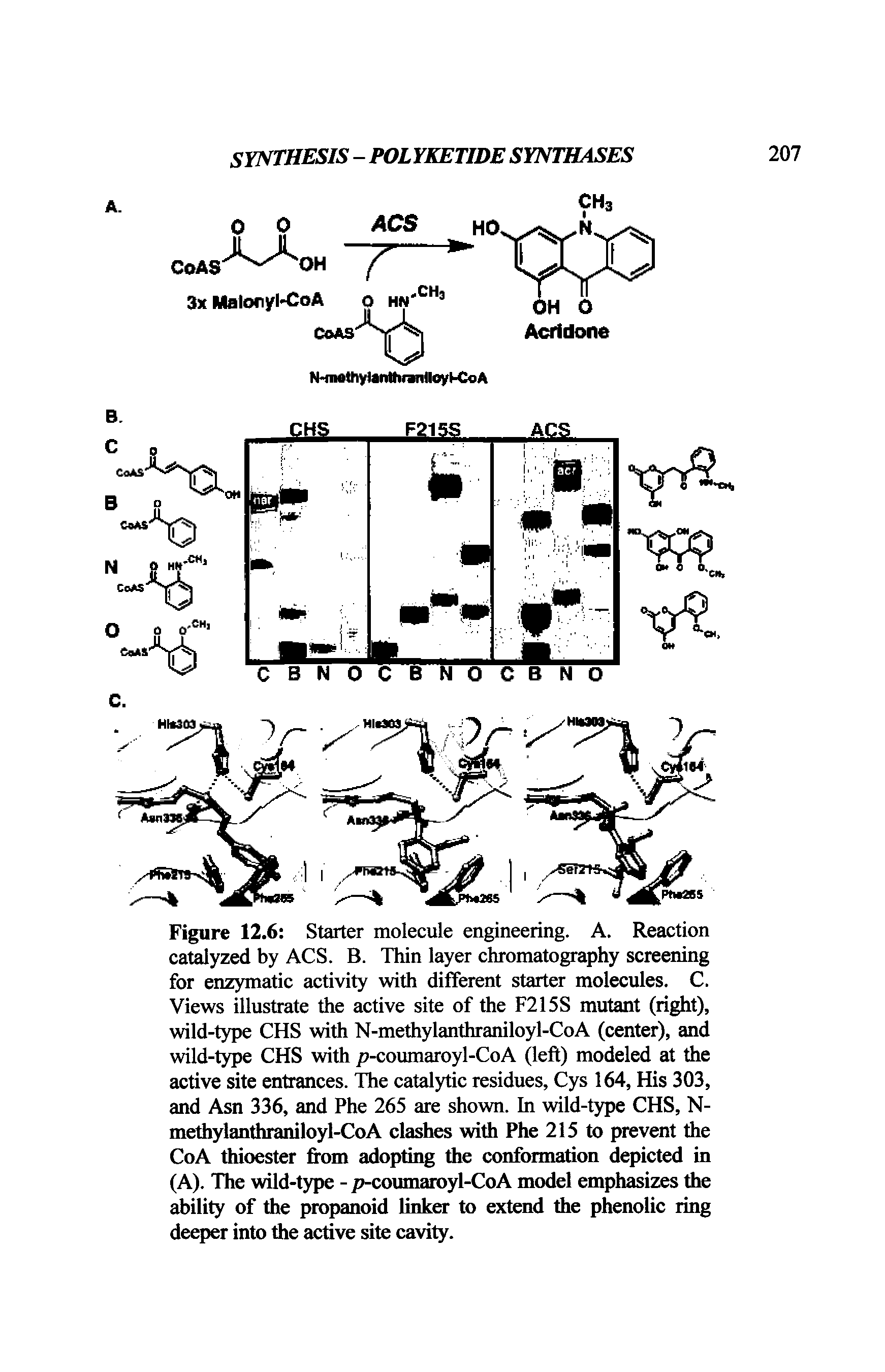 Figure 12.6 Starter molecule engineering. A. Reaction catalyzed by ACS. B. Thin layer chromatography screening for enzymatic activity with different starter molecules. C. Views illustrate the active site of the F215S mutant (right), wild-type CHS with N-methylanthraniloyl-CoA (center), and wild-type CHS with p-coumaroyl-CoA (left) modeled at the active site entrances. The catalytic residues, Cys 164, His 303, and Asn 336, and Phe 265 are shown. In wild-type CHS, N-methylanthraniloyl-CoA clashes with Phe 215 to prevent the CoA thioester from adopting the conformation depicted in (A). The wild-type - p-coumaroyl-CoA model emphasizes the ability of the propanoid linker to extend the phenolic ring deeper into the active site cavity.
