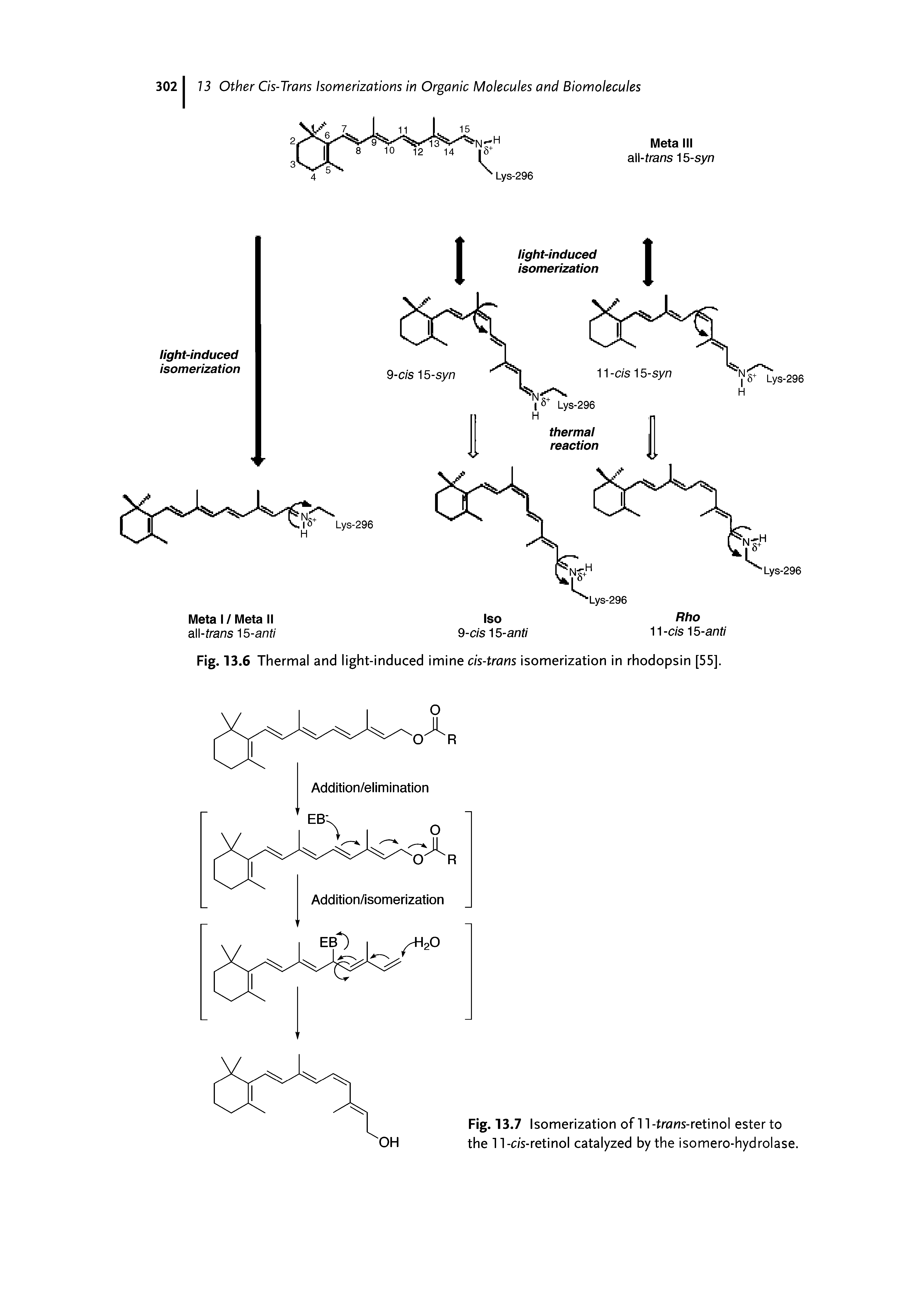 Fig. 13.7 Isomerization of 11-trans-retinol ester to the 11-c/s-retinol catalyzed by the isomero-hydrolase.