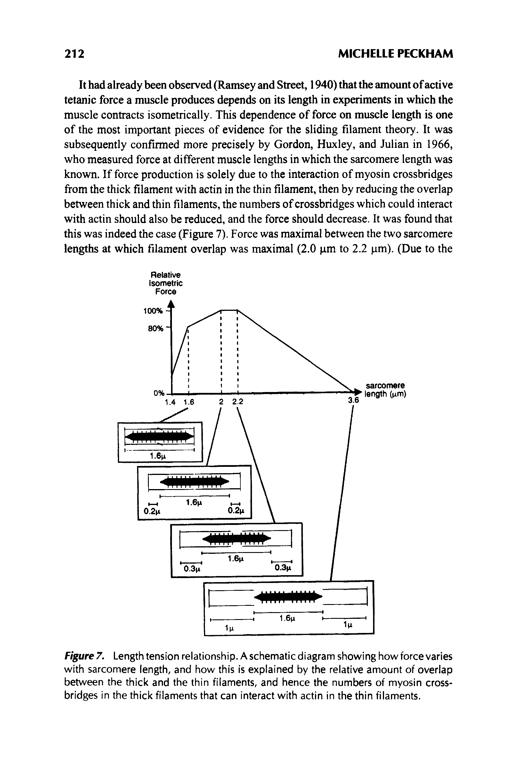 Figure 7. Length tension relationship. A schematic diagram showing how force varies with sarcomere length, and how this is explained by the relative amount of overlap between the thick and the thin filaments, and hence the numbers of myosin crossbridges in the thick filaments that can interact with actin in the thin filaments.