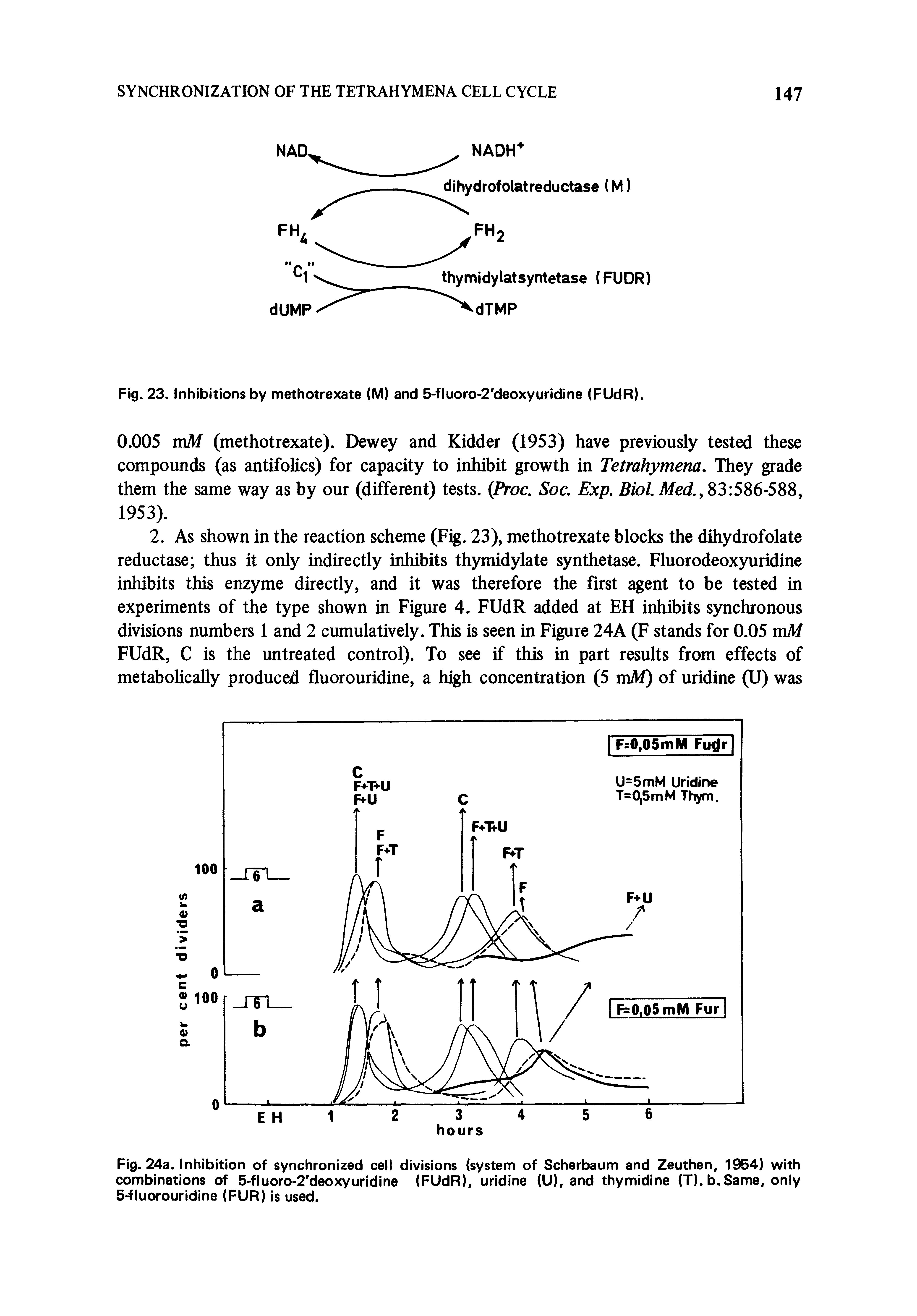 Fig. 24a. Inhibition of synchronized cell divisions (system of Scherbaum and Zeuthen, 1954) with combinations of 5-fluoro>2 deoxyuridine (FUdR), uridine (U), and thymidine (T). b. Same, only 5-fluorouridine (FUR) is used.