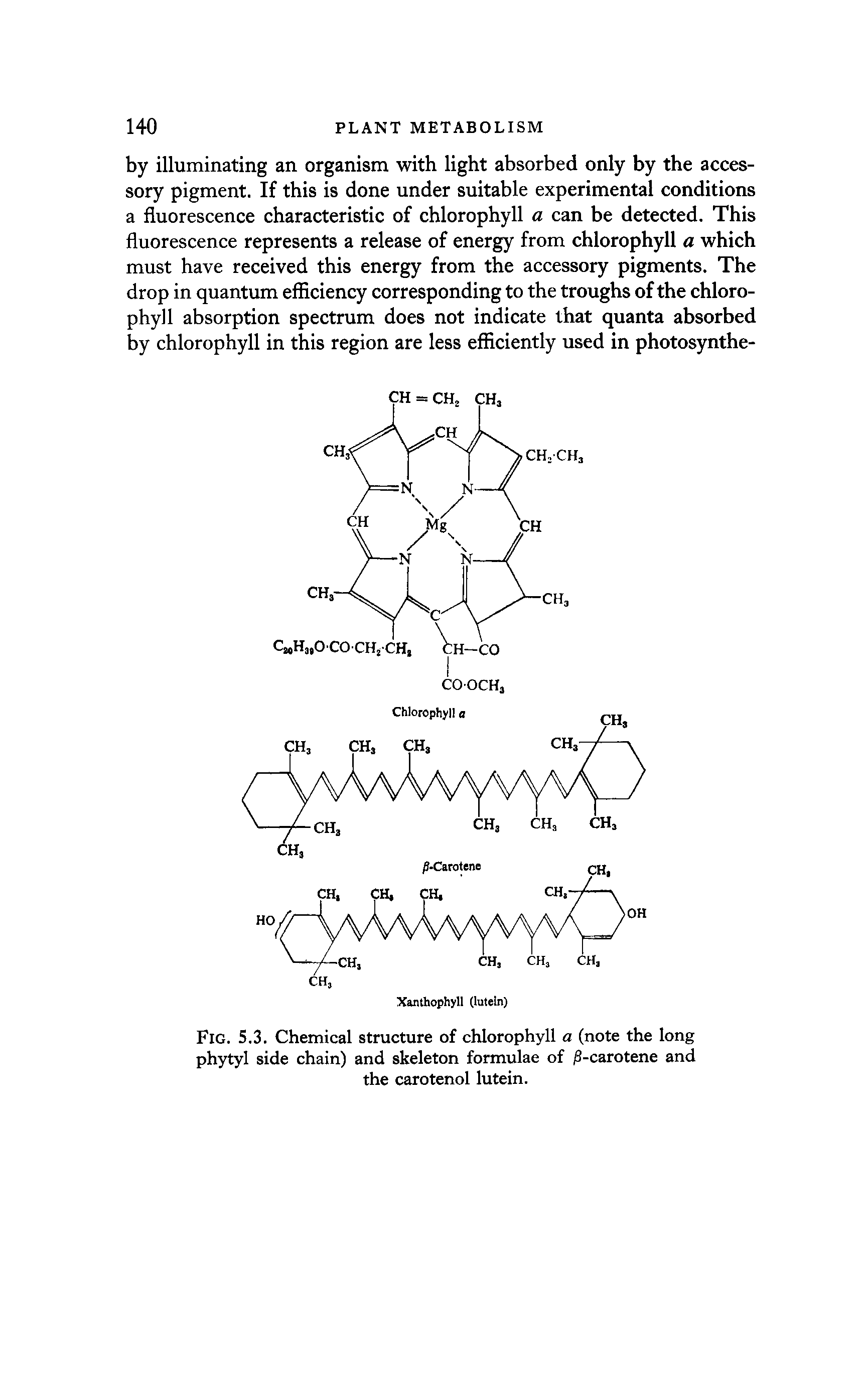 Fig. 5.3. Chemical structure of chlorophyll a (note the long phytyl side chain) and skeleton formulae of 8-carotene and the carotenol lutein.