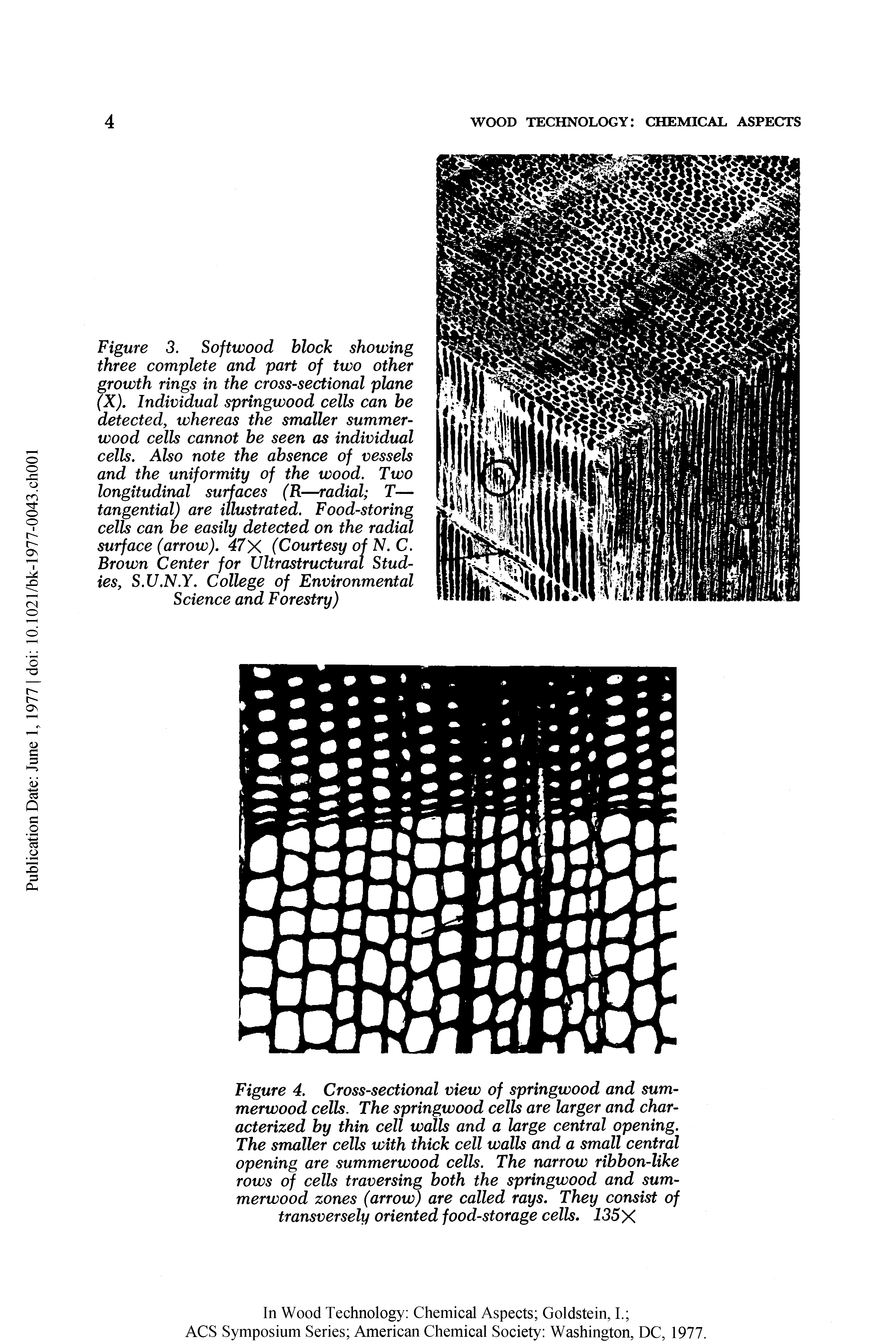 Figure 3. Softwood block showing three complete and part of two other growth rings in the cross-sectional plane lX). Individual springwood cells can be detected, whereas the smaller summer-wood cells cannot be seen as individual cells. Also note the absence of vessels and the uniformity of the wood. Two longitudinal surfaces (R—radial T— tangential) are illustrated. Food-storing cells can be easily detected on the radial surface (arrow). 47 X (Courtesy of N. C. Brown Center for Ultrastructural Studies, S.U.N.Y. College of Environmental Science and Forestry)...