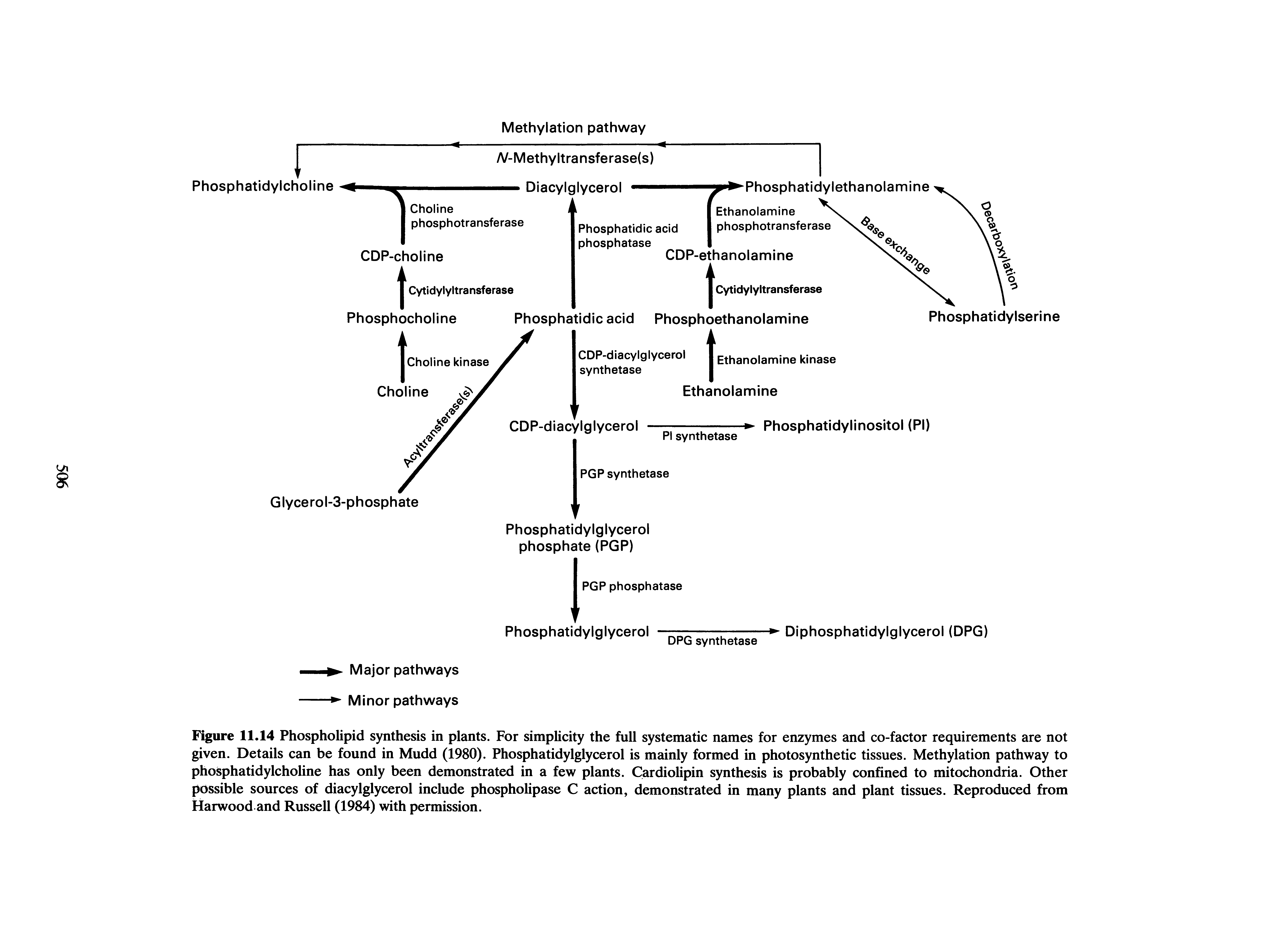 Figure 11.14 Phospholipid synthesis in plants. For simplicity the full systematic names for enzymes and co-factor requirements are not given. Details can be found in Mudd (1980). Phosphatidylglycerol is mainly formed in photosynthetic tissues. Methylation pathway to phosphatidylcholine has only been demonstrated in a few plants. Cardiolipin synthesis is probably confined to mitochondria. Other possible sources of diacylglycerol include phospholipase C action, demonstrated in many plants and plant tissues. Reproduced from Harwood and Russell (1984) with permission.