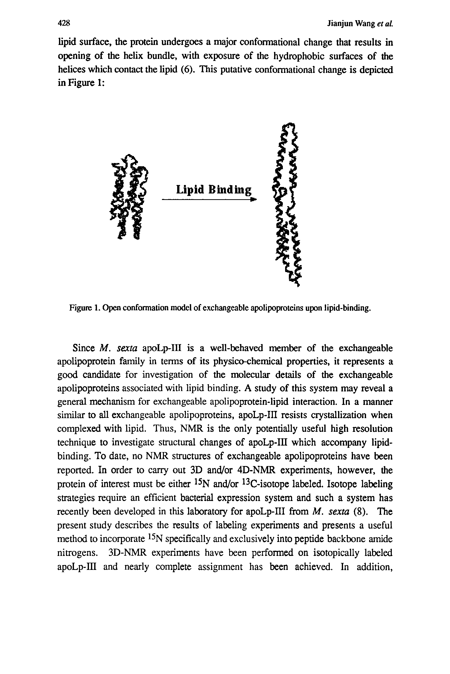 Figure 1. Open conformation model of exchangeable apolipoproteins upon lipid-binding.