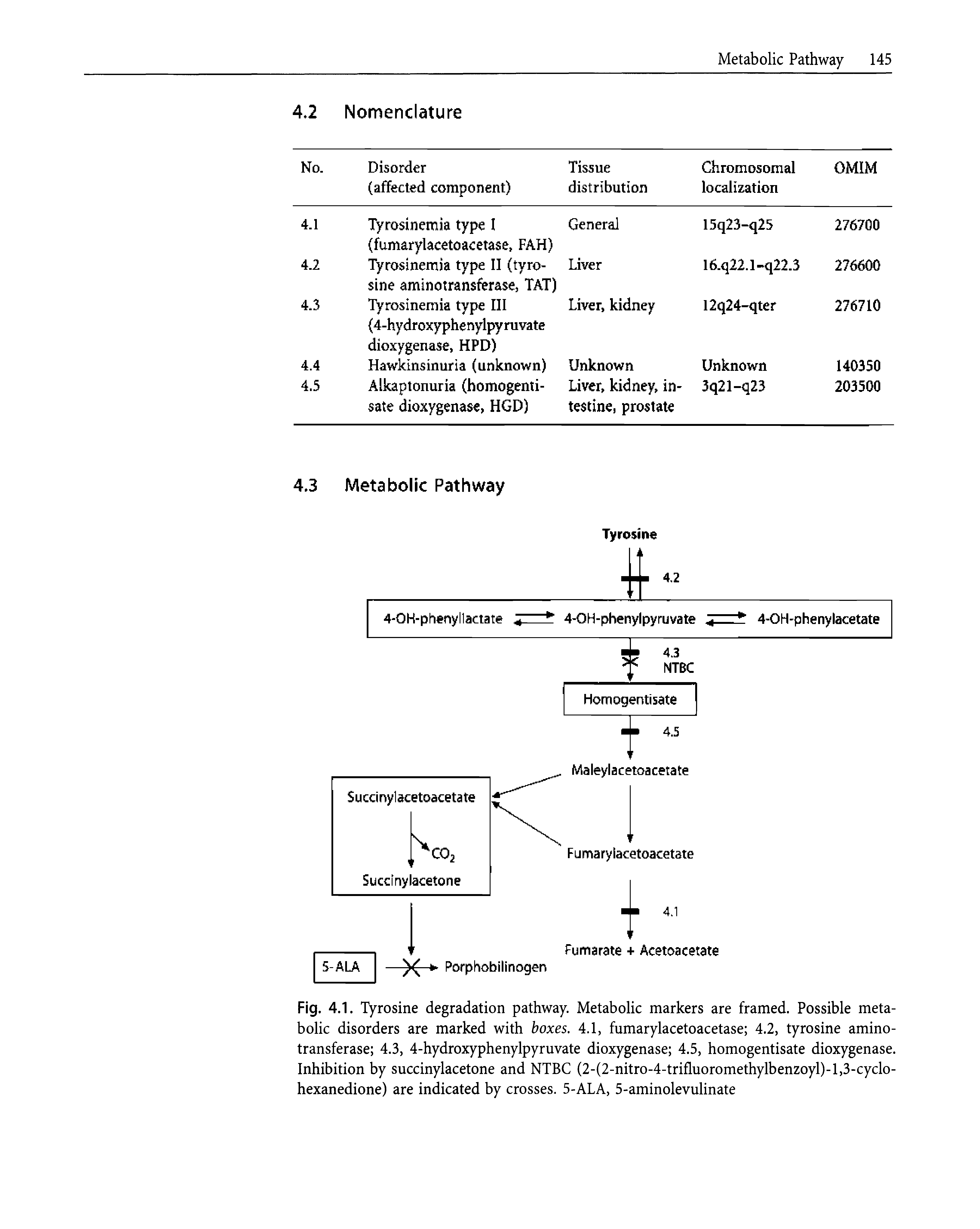 Fig. 4.1. Tyrosine degradation pathway. Metabolic markers are framed. Possible metabolic disorders are marked with boxes, 4.1, fumarylacetoacetase 4.2, tyrosine aminotransferase 4.3, 4-hydroxyphenylpyruvate dioxygenase 4.5, homogentisate dioxygenase. Inhibition by succinylacetone and NTBC (2-(2-nitro-4-trifluoromethylbenzoyl)-l,3-cyclo-hexanedione) are indicated by crosses. 5-ALA, 5-aminolevulinate...