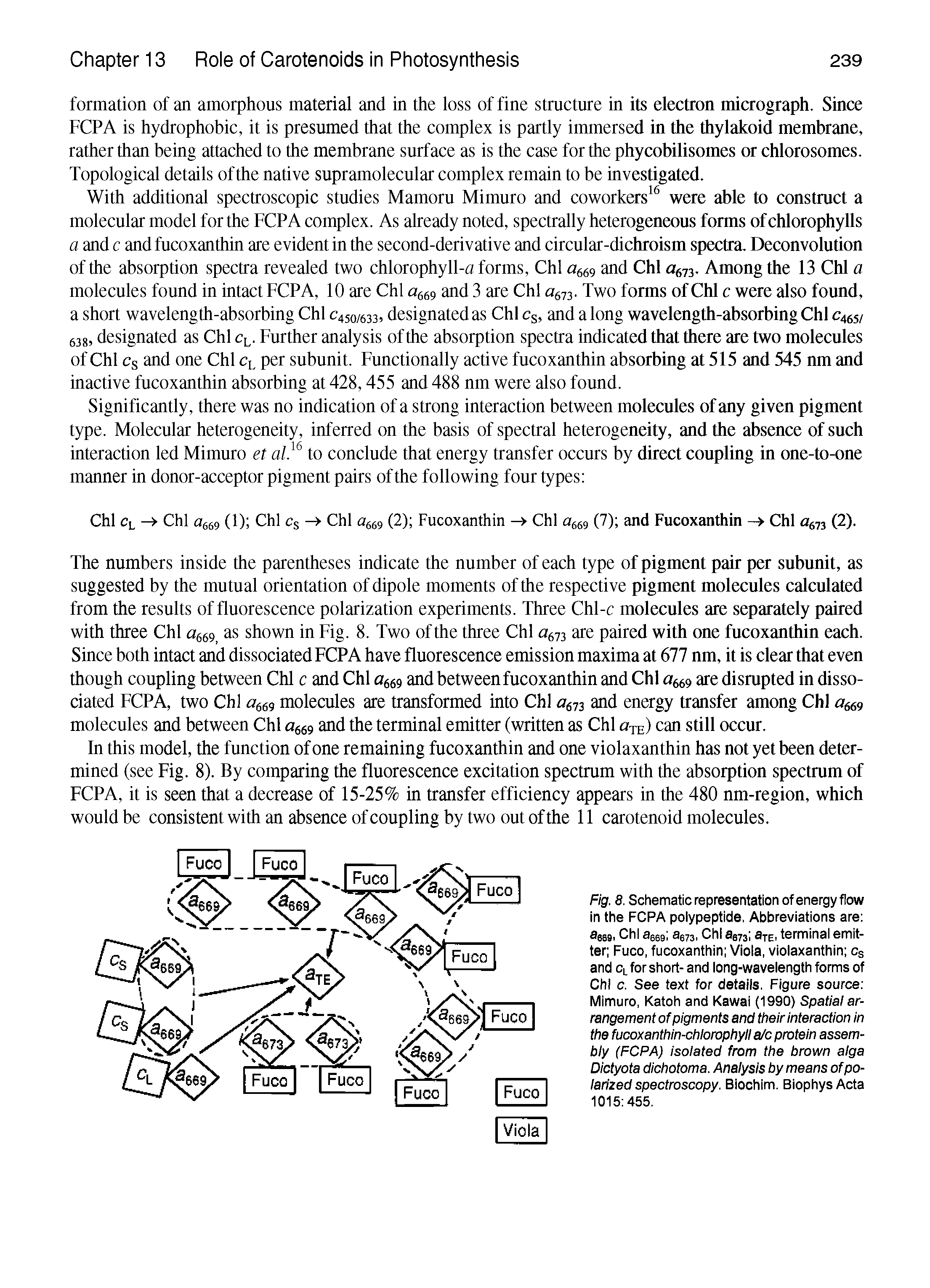 Fig. 8. Schematic representation of energy flow in the FCPA polypeptide. Abbreviations are 669i agegi 3673. bi 3373 SjE, terminai emitter Fuco, fucoxanthin Viola, violaxanthin Cs and Cl for short- and long-wavelength forms of Chi c. See text for details. Figure source Mimuro, Katoh and Kawai (1990) Spatial arrangement of pigments and their interaction in the fucoxanthin-chiorophyil aJc protein assem-biy (FCPA) isolated from the brown alga Dictyota dichotoma. Analysis by means of polarized spectroscopy. Biochim. Biophys Acta 1015 455,...