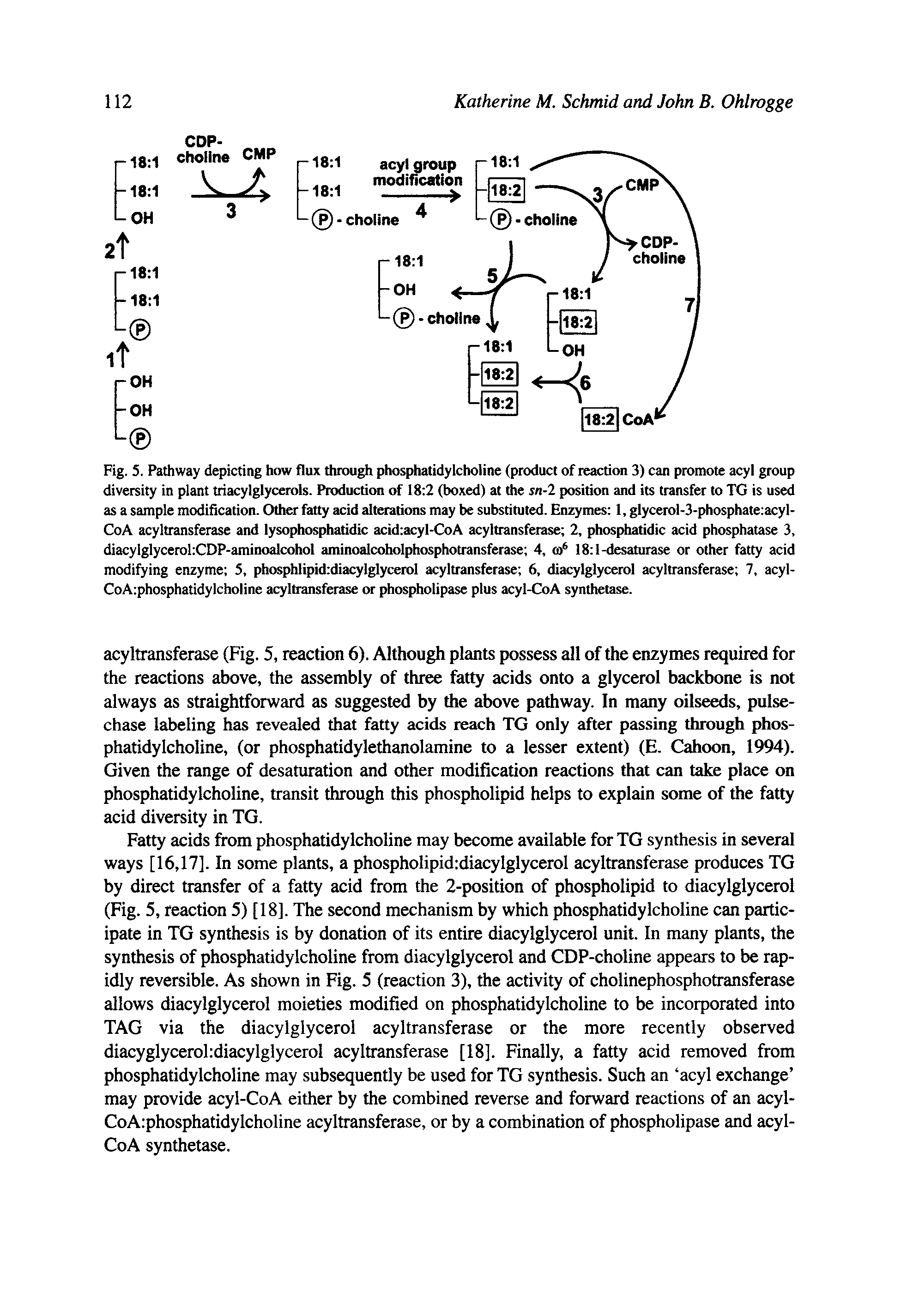 Fig. 5. Pathway depicting how flux through phosphatidylcholine (product of reaction 3) can promote acyl group diversity in plant triacylglycerols. Production of 18 2 (boxed) at the sn-2 position and its transfer to TG is used as a sample modification. Other fatty acid alterations may be substituted. Enzymes 1, glycerol-3-phosphate acyl-CoA acyltransferase and lysophosphatidic acid acyl-CoA acyltransferase 2, phosphatidic acid phosphatase 3, diacylglyceroliCDP-aminoalcohol aminoalcoholphosphotransferase 4, 18 l-desaturase or other fatty acid modifying enzyme 5, phosphlipid diacylglycerol acyltransferase 6, diacylglycerol acyltransferase 7, acyl-CoA phosphatidylcholine acyltransferase or phospholipase plus acyl-CoA synthetase.
