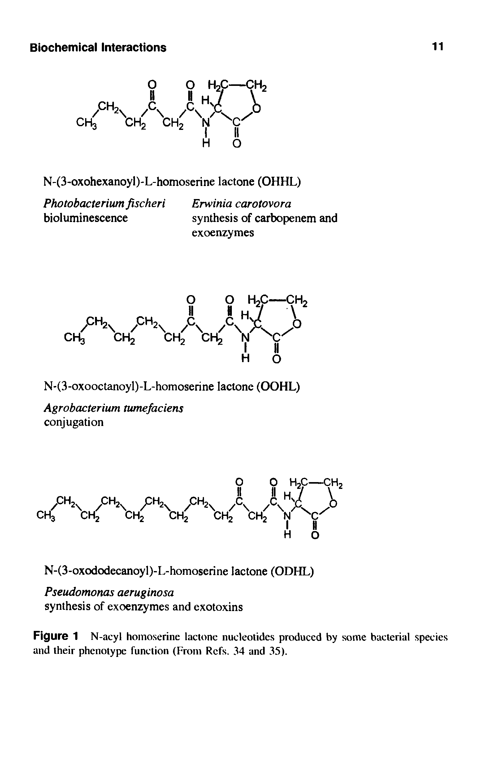 Figure 1 N-acyl homoserine lactone nucleotides produced by some bacterial species and their phenotype function (From Refs. 34 and 35).