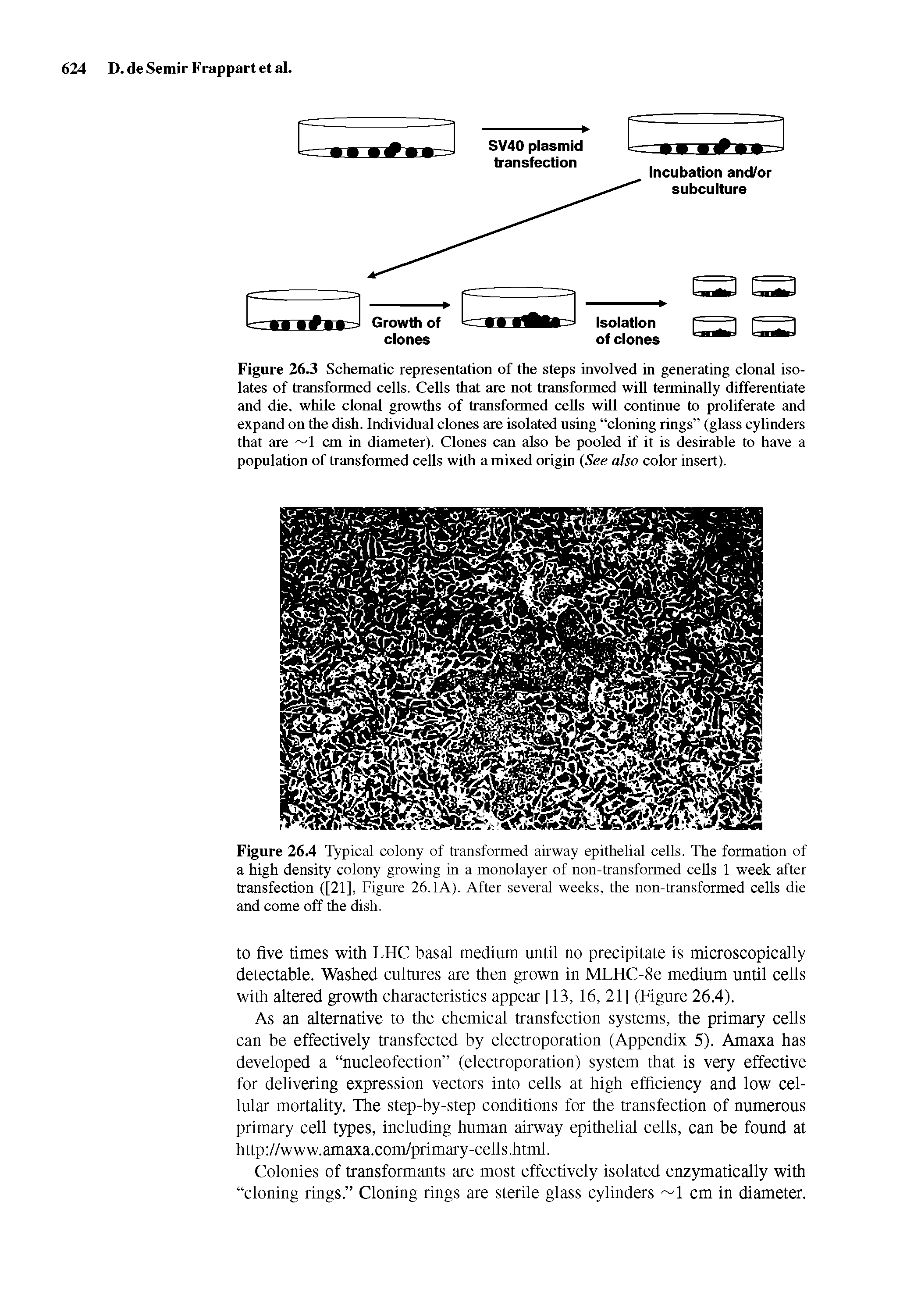 Figure 26.3 Schematic representation of the steps involved in generating clonal isolates of transformed cells. Cells that are not transformed will terminally differentiate and die, while clonal growths of transformed cells will continue to proliferate and expand on the dish. Individual clones are isolated using cloning rings (glass cylinders that are 1 cm in diameter). Clones can also be pooled if it is desirable to have a population of transformed cells with a mixed origin (See also color insert).