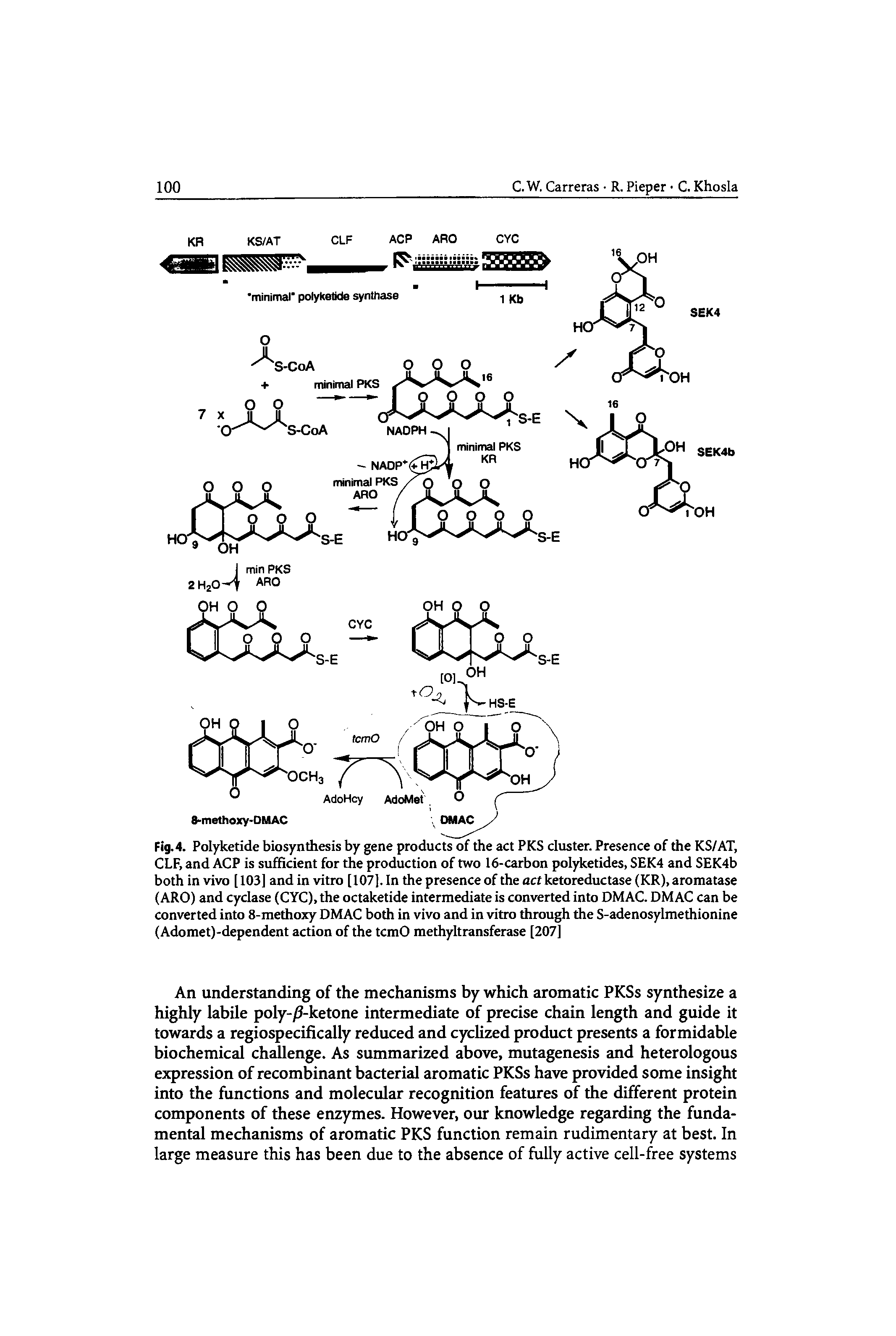 Fig. 4. Polyketide biosynthesis by gene products of the act PKS cluster. Presence of the KS/AT, CLF, and ACP is sufficient for the production of two 16-carbon polyketides, SEK4 and SEK4b both in vivo [ 103] and in vitro [107]. In the presence of the act ketoreductase (KR), aromatase (ARO) and cyclase (CYC), the octaketide intermediate is converted into DMAC. DMAC can be converted into 8-methoxy DMAC both in vivo and in vitro through the S-adenosylmethionine (Adomet)-dependent action of the tcmO methyltransferase [207]...