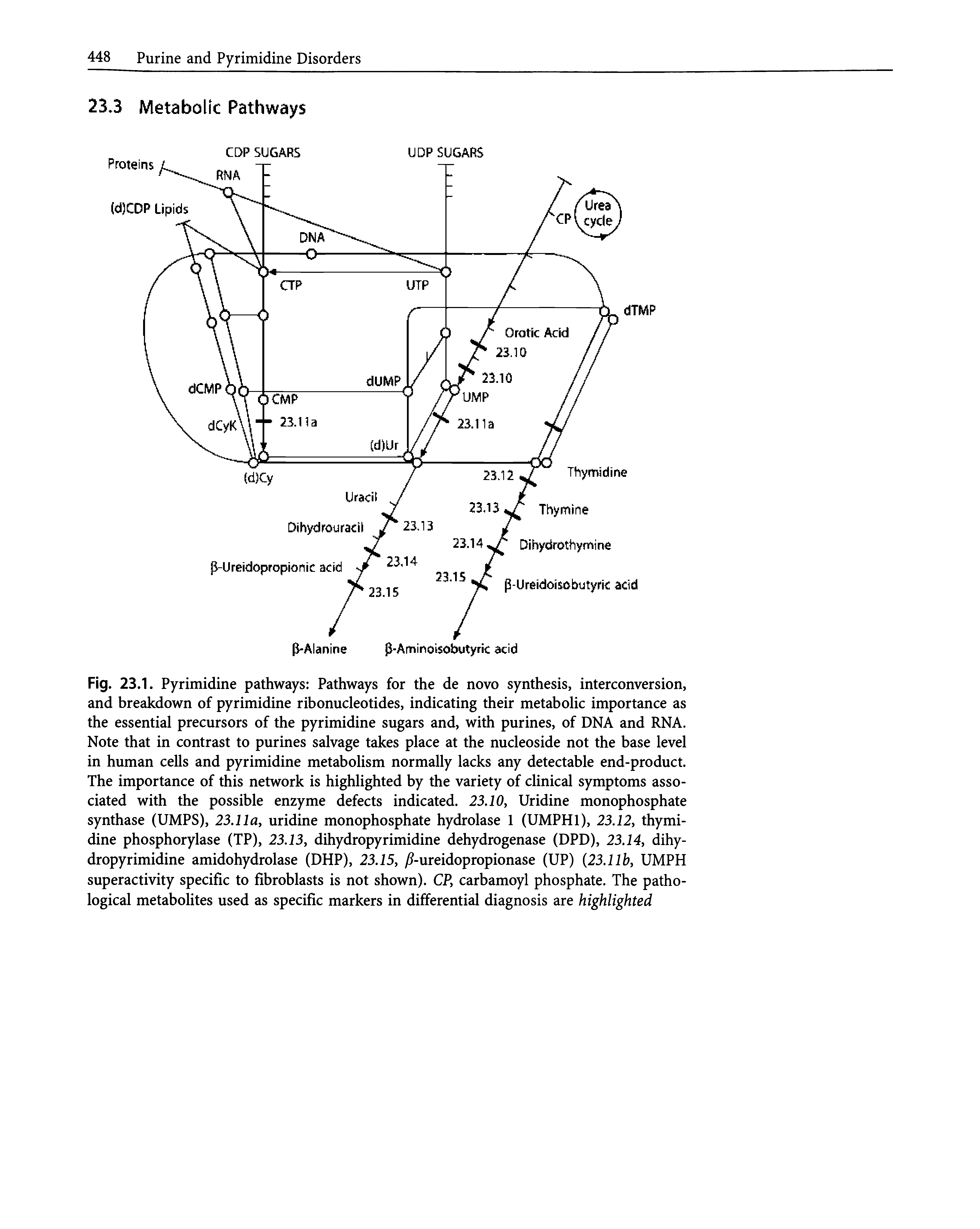 Fig. 23.1. Pyrimidine pathways Pathways for the de novo synthesis, interconversion, and breakdown of pyrimidine ribonucleotides, indicating their metabolic importance as the essential precursors of the pyrimidine sugars and, with purines, of DNA and RNA. Note that in contrast to purines salvage takes place at the nucleoside not the base level in human cells and pyrimidine metabolism normally lacks any detectable end-product. The importance of this network is highlighted by the variety of clinical symptoms associated with the possible enzyme defects indicated. 23.10, Uridine monophosphate synthase (UMPS), 23.11a, uridine monophosphate hydrolase 1 (UMPHl), 23.12, thymidine phosphorylase (TP), 23.13, dihydropyrimidine dehydrogenase (DPD), 23.14, dihydropyrimidine amidohydrolase (DHP), 23.15, y -ureidopropionase (UP) (23.11b, UMPH superactivity specific to fibroblasts is not shown). CP, carbamoyl phosphate. The pathological metabolites used as specific markers in differential diagnosis are highlighted...