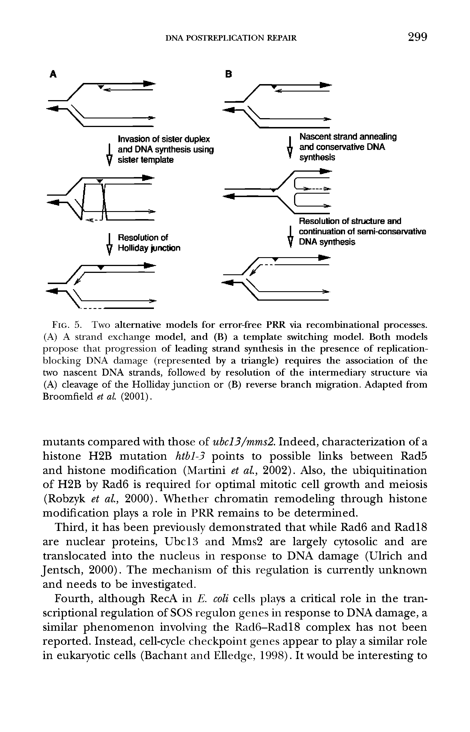 Fig. 5. Two alternative models for error-free PRR via recombinational processes. (A) A strand exchange model, and (B) a template switching model. Both models propose that progression of leading strand synthesis in the presence of replicationblocking DNA damage (represented by a triangle) requires the association of the two nascent DNA strands, followed by resolution of the intermediary structure via (A) cleavage of the Holliday junction or (B) reverse branch migration. Adapted from Broomfield et al. (2001).