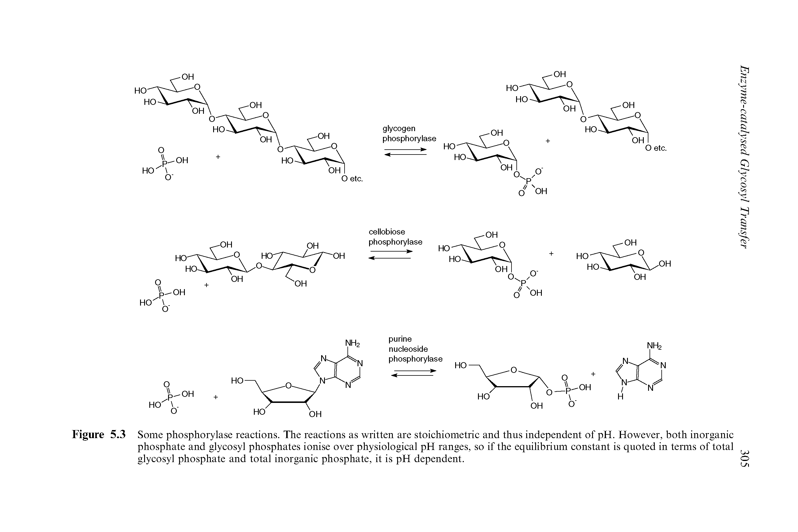 Figure 5.3 Some phosphorylase reactions. The reactions as written are stoichiometric and thus independent of pH. However, both inorganic phosphate and glycosyl phosphates ionise over physiological pH ranges, so if the equilibrium constant is quoted in terms of total glycosyl phosphate and total inorganic phosphate, it is pH dependent.