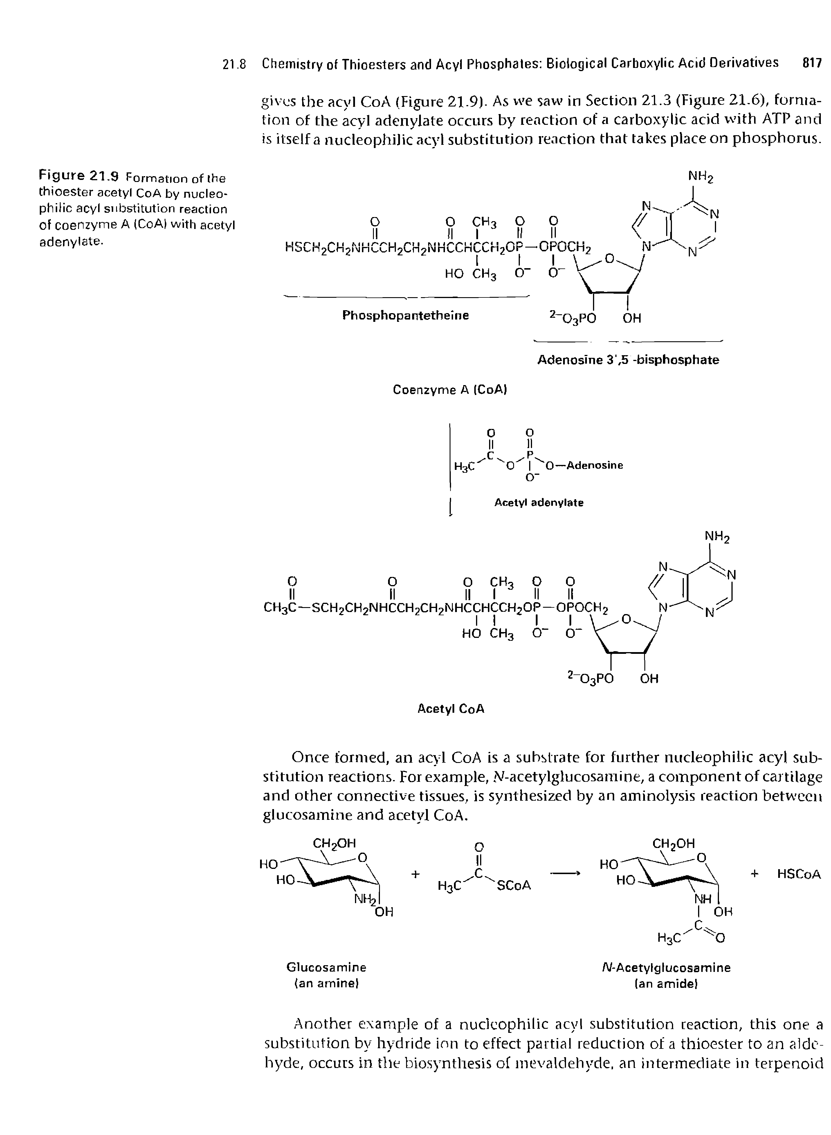 Figure 21.9 Formation of the thioester acetyl CoA by nucleophilic acyl substitution reaction of coenzyme A (CoA with acetyl adenylate.