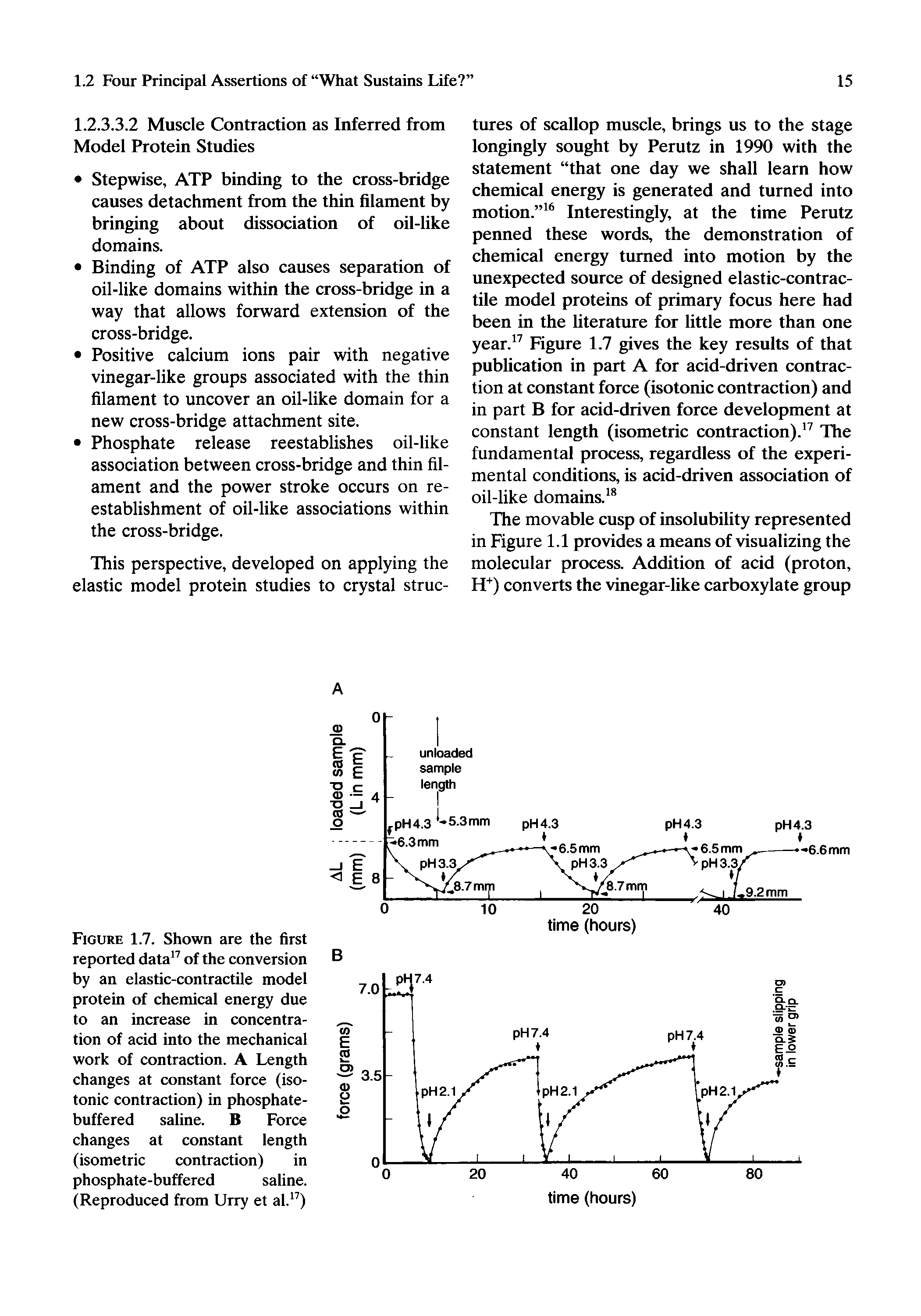 Figure 1.7. Shown are the first reported data of the conversion by an elastic-contractile model protein of chemical energy due to an increase in concentration of acid into the mechanical work of contraction. A Length changes at constant force (isotonic contraction) in phosphate-buffered saline. B Force changes at constant length (isometric contraction) in phosphate-buffered saline. (Reproduced from Urry et al. )...