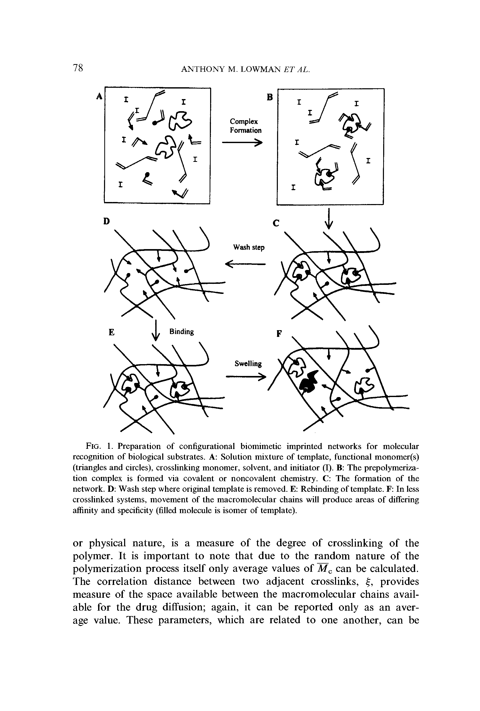 Fig. 1. Preparation of configurational biomimetic imprinted networks for molecular recognition of biological substrates. A Solution mixture of template, functional monomer(s) (triangles and circles), crosslinking monomer, solvent, and initiator (I). B The prepolymerization complex is formed via covalent or noncovalent chemistry. C The formation of the network. D Wash step where original template is removed. E Rebinding of template. F In less crosslinked systems, movement of the macromolecular chains will produce areas of differing affinity and specificity (filled molecule is isomer of template).