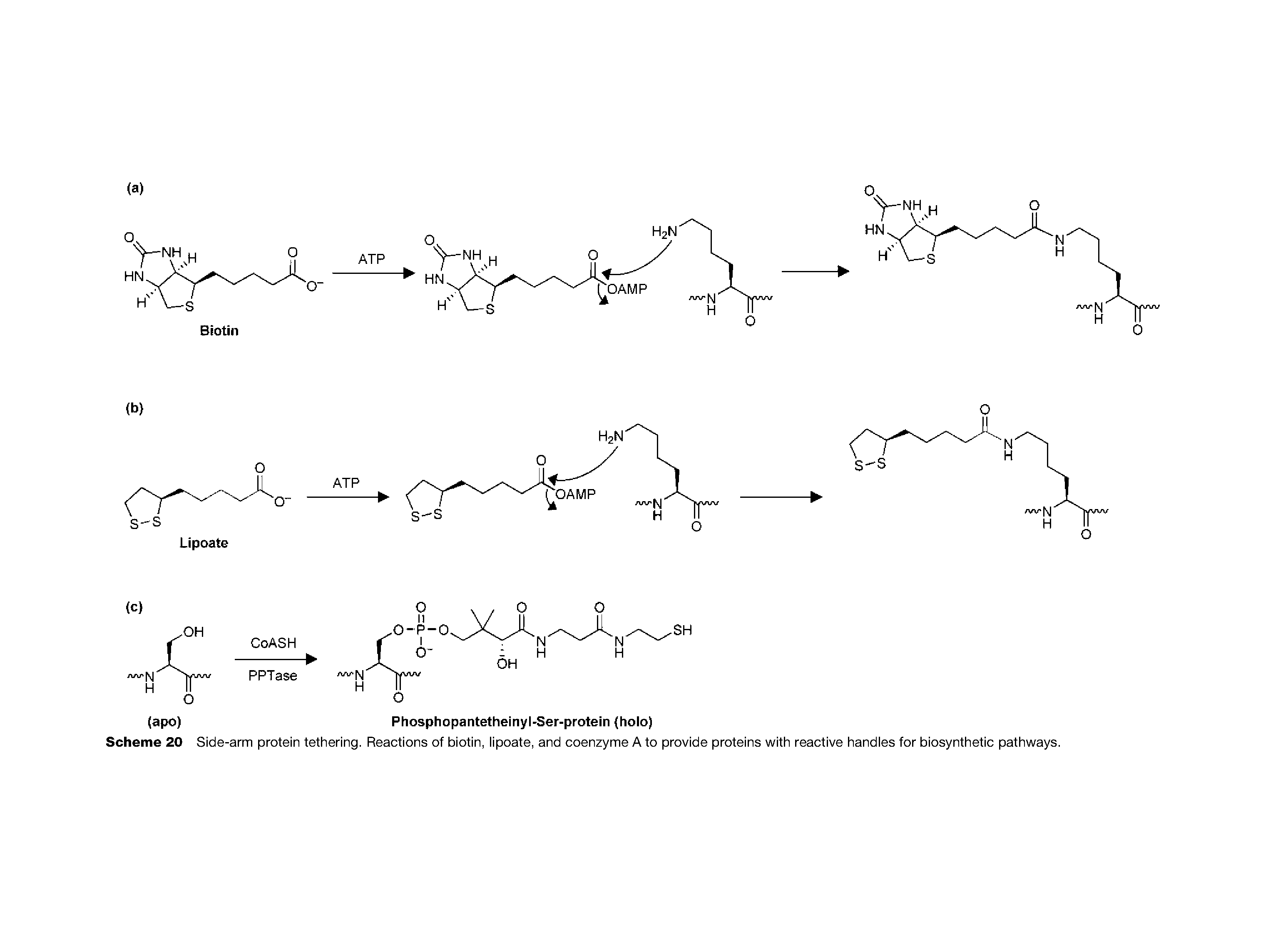 Scheme 20 Side-arm protein tethering. Reactions of biotin, iipoate, and coenzyme A to provide proteins with reactive handies for biosynthetic pathways.