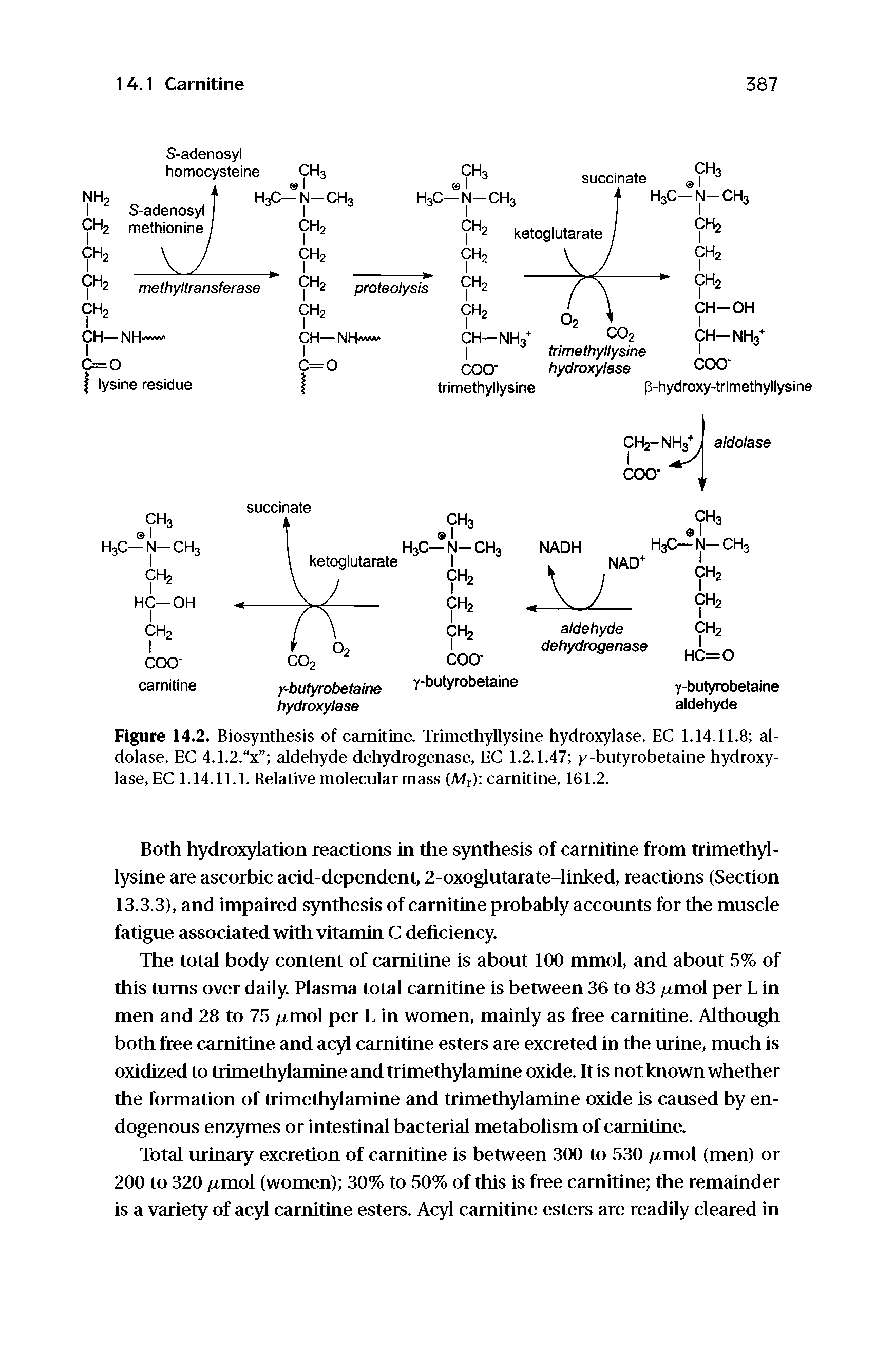 Figure 14.2. Biosynthesis of carnitine. Trimethyllysine hydroxylase, EC 1.14.11.8 aldolase, EC 4.1.2. x aldehyde dehydrogenase, EC 1.2.1.47 -butyrohetaine hydroxylase, EC 1.14.11.1. Relative molecnlar mass (Mr) carnitine, 161.2.