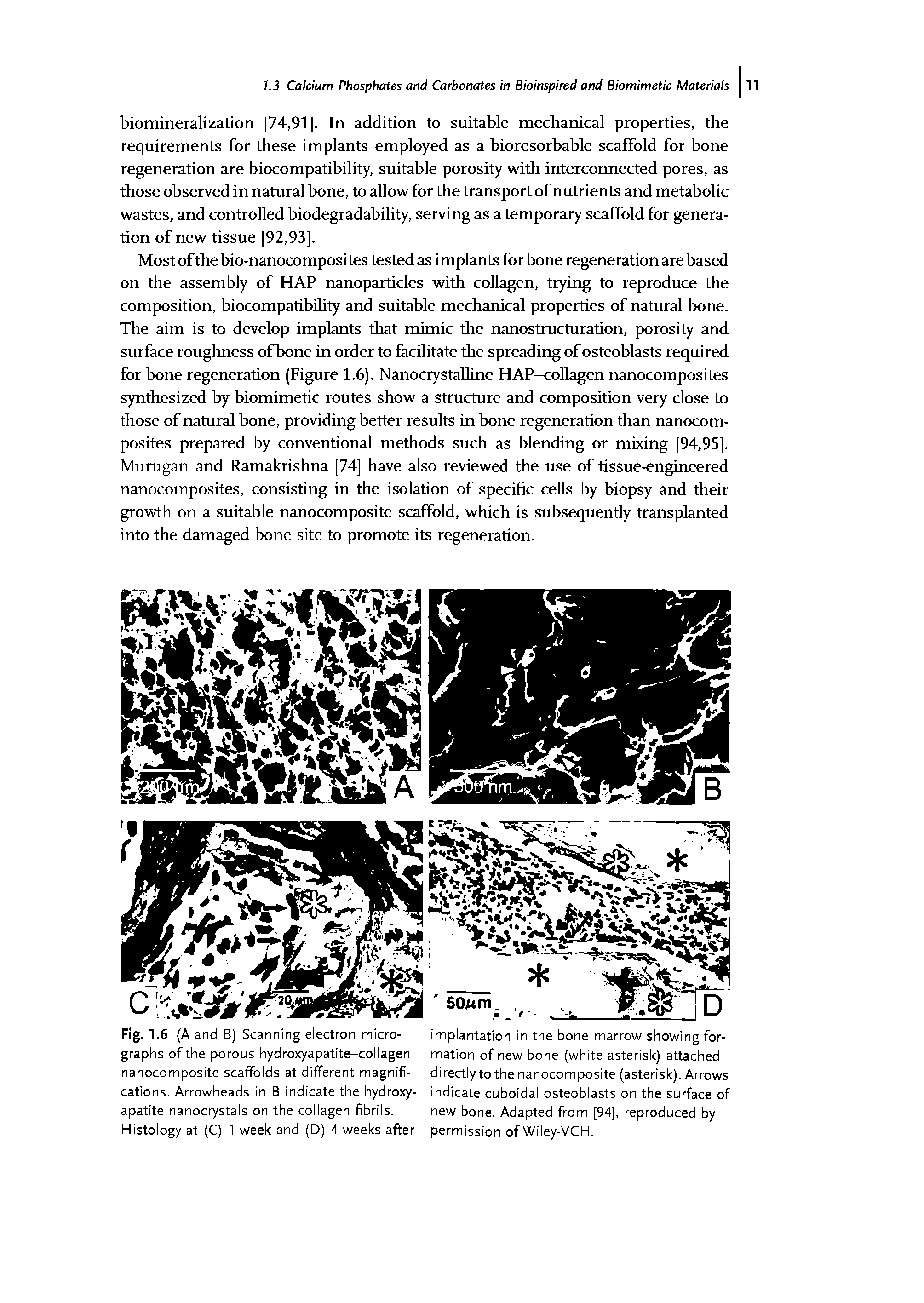 Fig. 1.6 (A and B) Scanning electron micro- implantation in the bone marrow showing for-graphs of the porous hydroxyapatite-collagen mation of new bone (white asterisk) attached nanocomposite scaffolds at different magnifi- directly to the nanocomposite (asterisk). Arrows cations. Arrowheads in B indicate the hydroxy- indicate cuboidal osteoblasts on the surface of apatite nanocrystals on the collagen fibrils. new bone. Adapted from [94], reproduced by Histology at (C) 1 week and (D) 4 weeks after permission of Wiley-VCH.