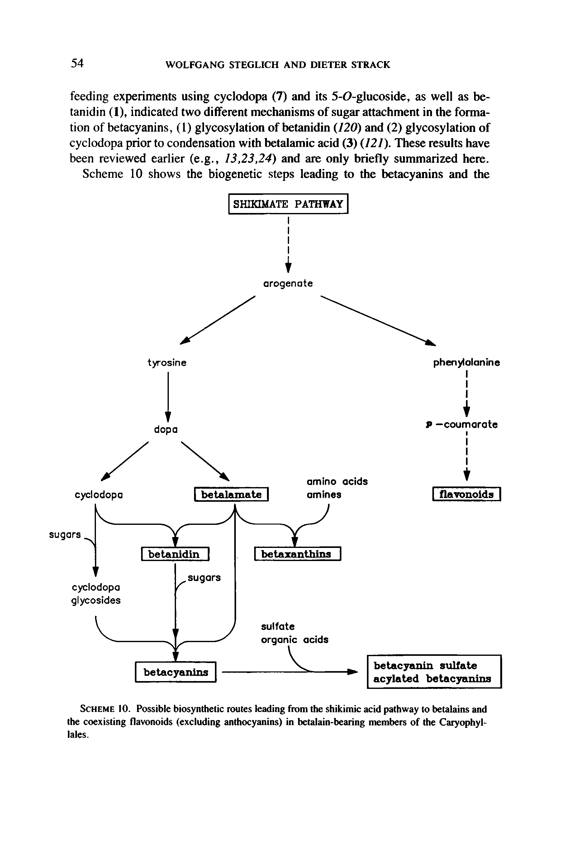 Scheme 10. Possible biosynthetic routes leading from the shikimic acid pathway to betalains and the coexisting flavonoids (excluding anthocyanins) in betalain-bearing members of the Caryophyl-lales.