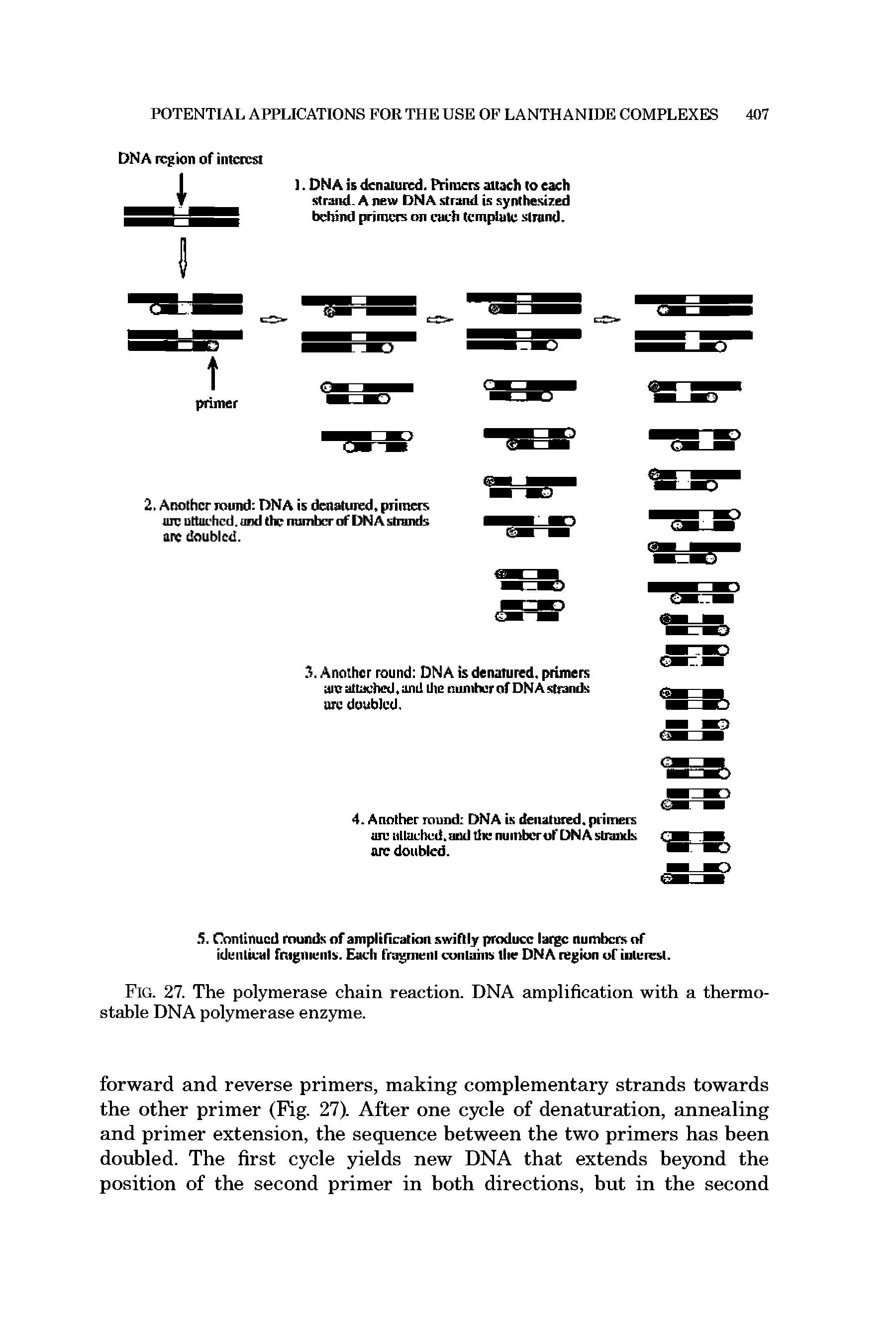 Fig. 27. The polymerase chain reaction. DNA amplification with a thermostable DNA polymerase enzyme.