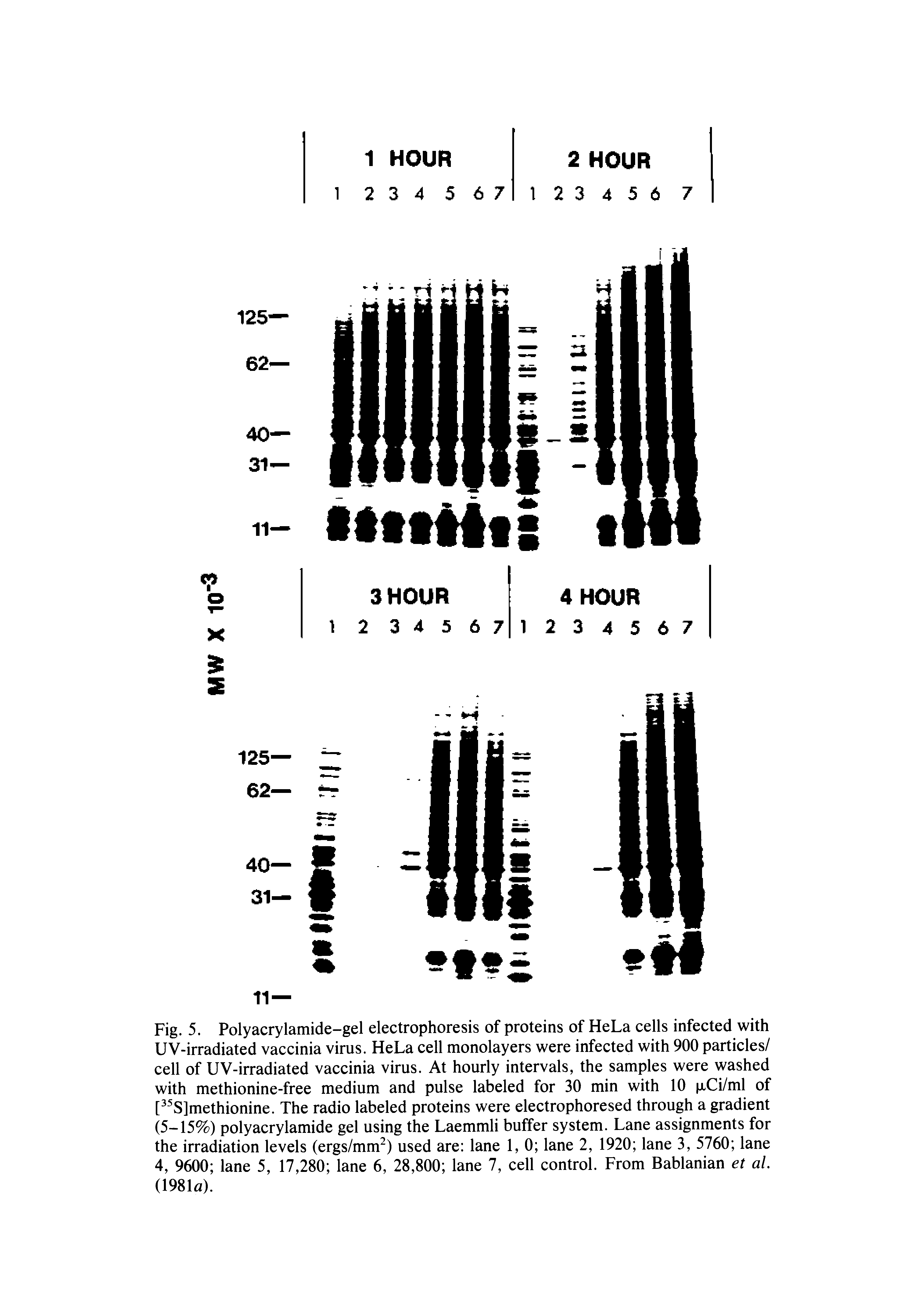 Fig. 5. Polyacrylamide-gel electrophoresis of proteins of HeLa cells infected with UV-irradiated vaccinia virus. HeLa cell monolayers were infected with 900 particles/ cell of UV-irradiated vaccinia virus. At hourly intervals, the samples were washed with methionine-free medium and pulse labeled for 30 min with 10 xCi/ml of [ S]methionine. The radio labeled proteins were electrophoresed through a gradient (5-15%) polyacrylamide gel using the Laemmli buffer system. Lane assignments for the irradiation levels (ergs/mm ) used are lane 1, 0 lane 2, 1920 lane 3, 5760 lane 4, 9600 lane 5, 17,280 lane 6, 28,800 lane 7, cell control. From Bablanian et al. imia).