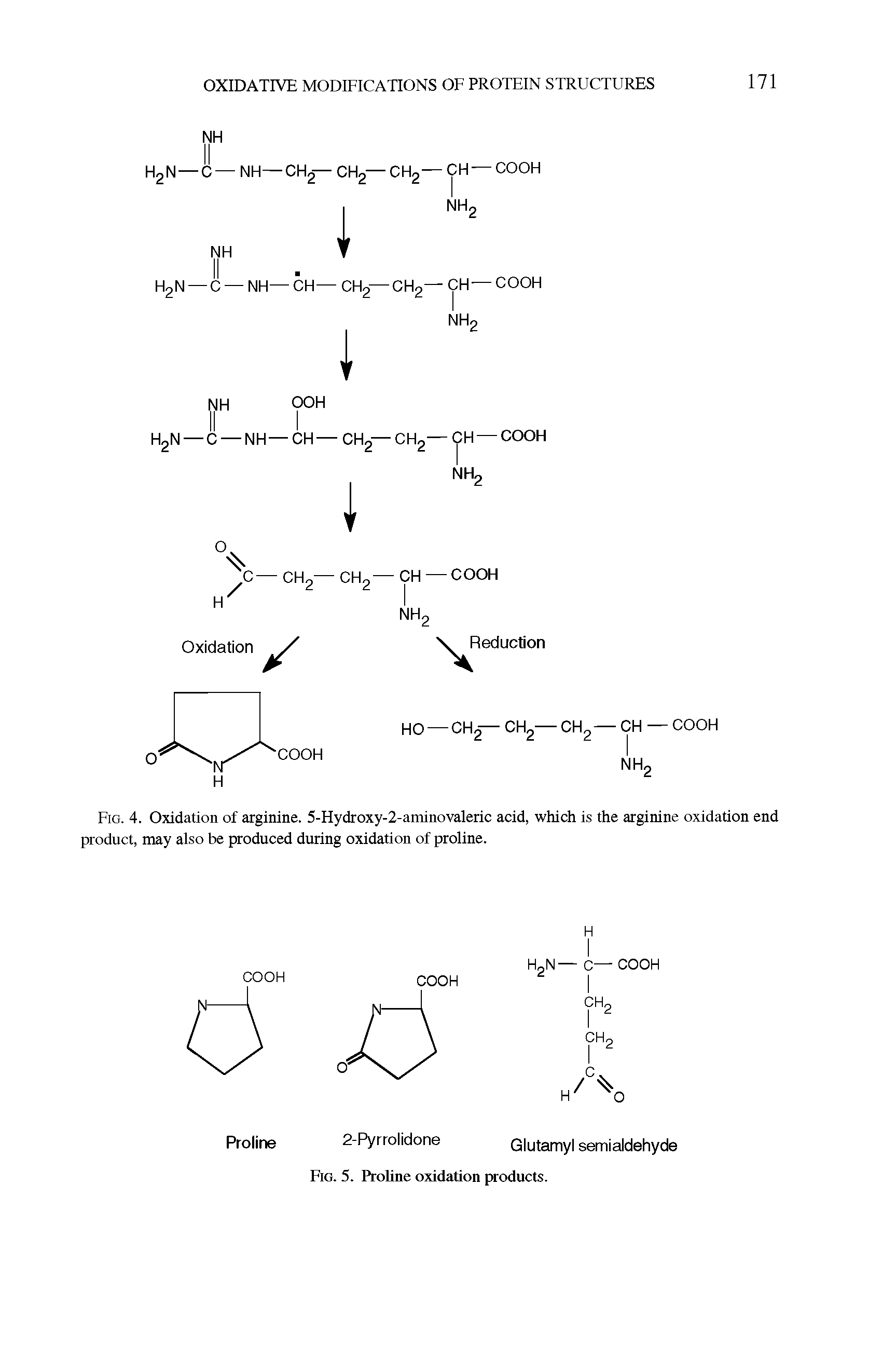 Fig. 4. Oxidation of arginine. 5-Hydroxy-2-aminovaleric acid, which is the arginine oxidation end product, may also be produced during oxidation of proline.