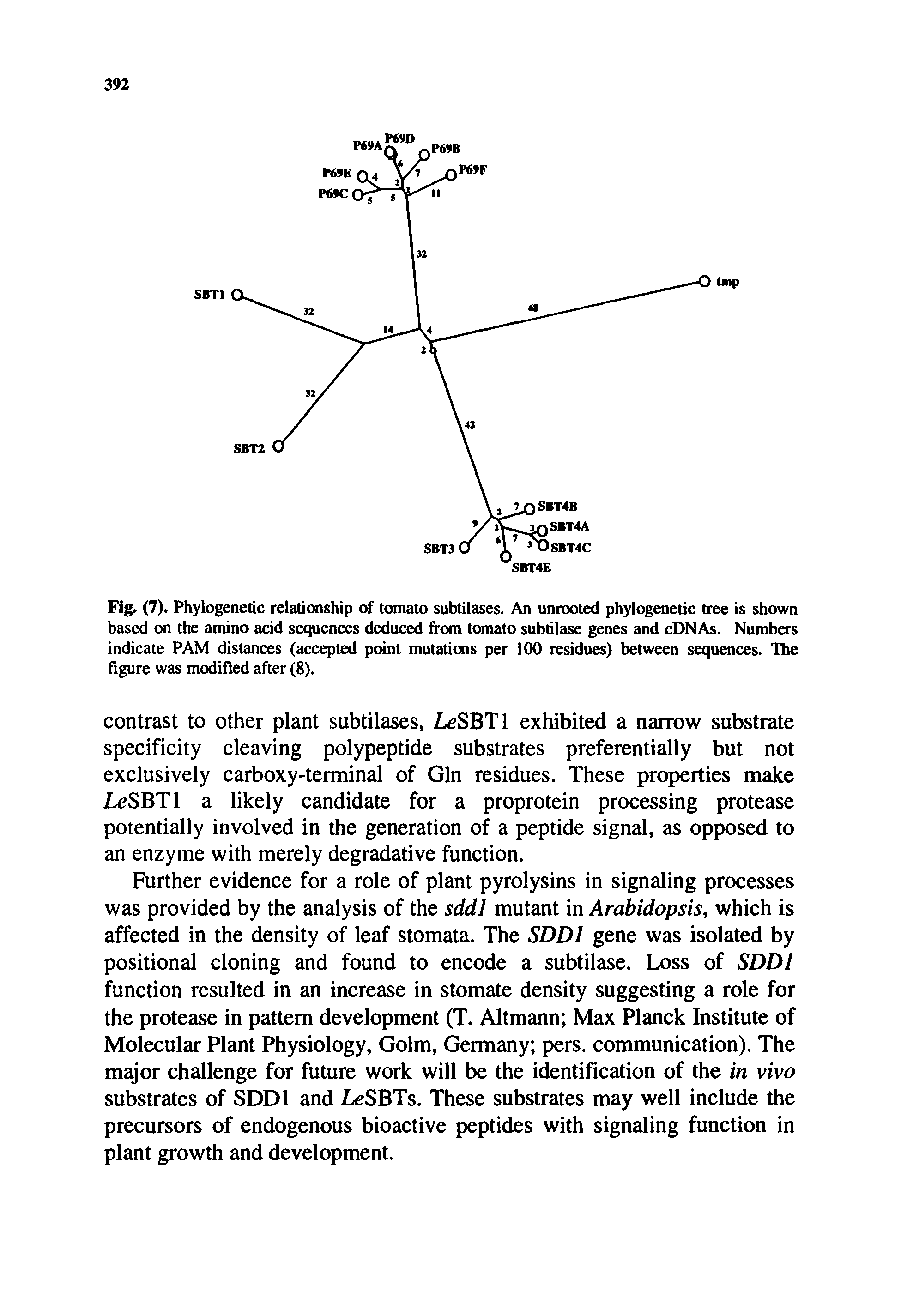 Fig. (7). Phylogenetic relationship of tomato subtilases. An unrooted phylogenetic tree is shown based on the amino acid sequences deduced from tomato subtilase genes and cDNAs. Numbers indicate PAM distances (accepted point mutations per 100 residues) between sequences. The figure was modified after (8).