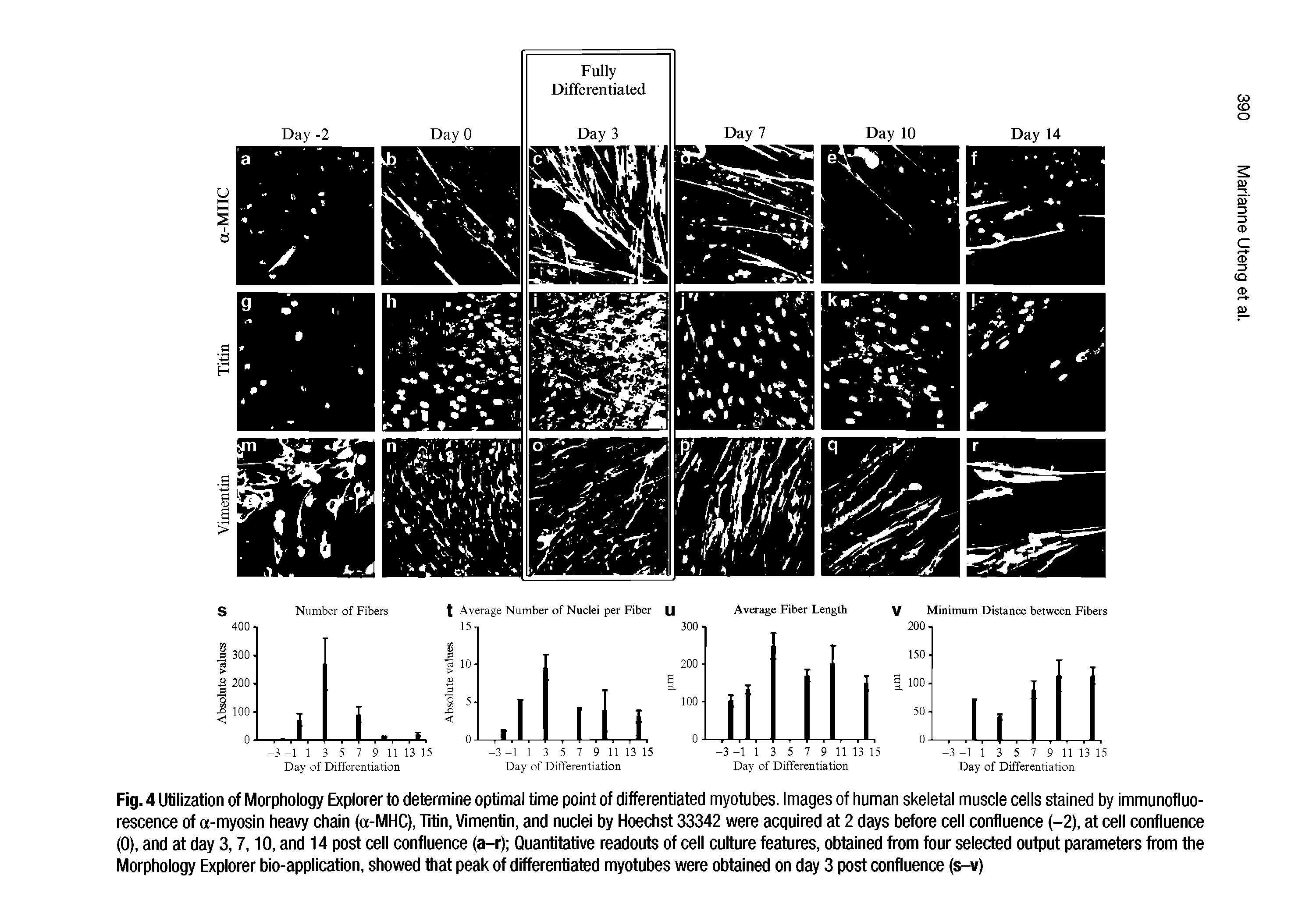 Fig. 4 Utilization of Morphology Explorer to determine optimal time point of differentiated myotubes. Images of human skeletal muscle cells stained by immunofluorescence of a-myosin heavy chain (a-MHC), Titin, Vimentin, and nuclei by Hoechst 33342 were acquired at 2 days before cell confluence (-2), at cell confluence (0), and at day 3,7,10, and 14 post cell confluence (a-r) Quantitative readouts of cell culture features, obtained from four selected output parameters from the Morphology Explorer bio-application, showed that peak of differentiated myotubes were obtained on day 3 post confluence (s-v)...