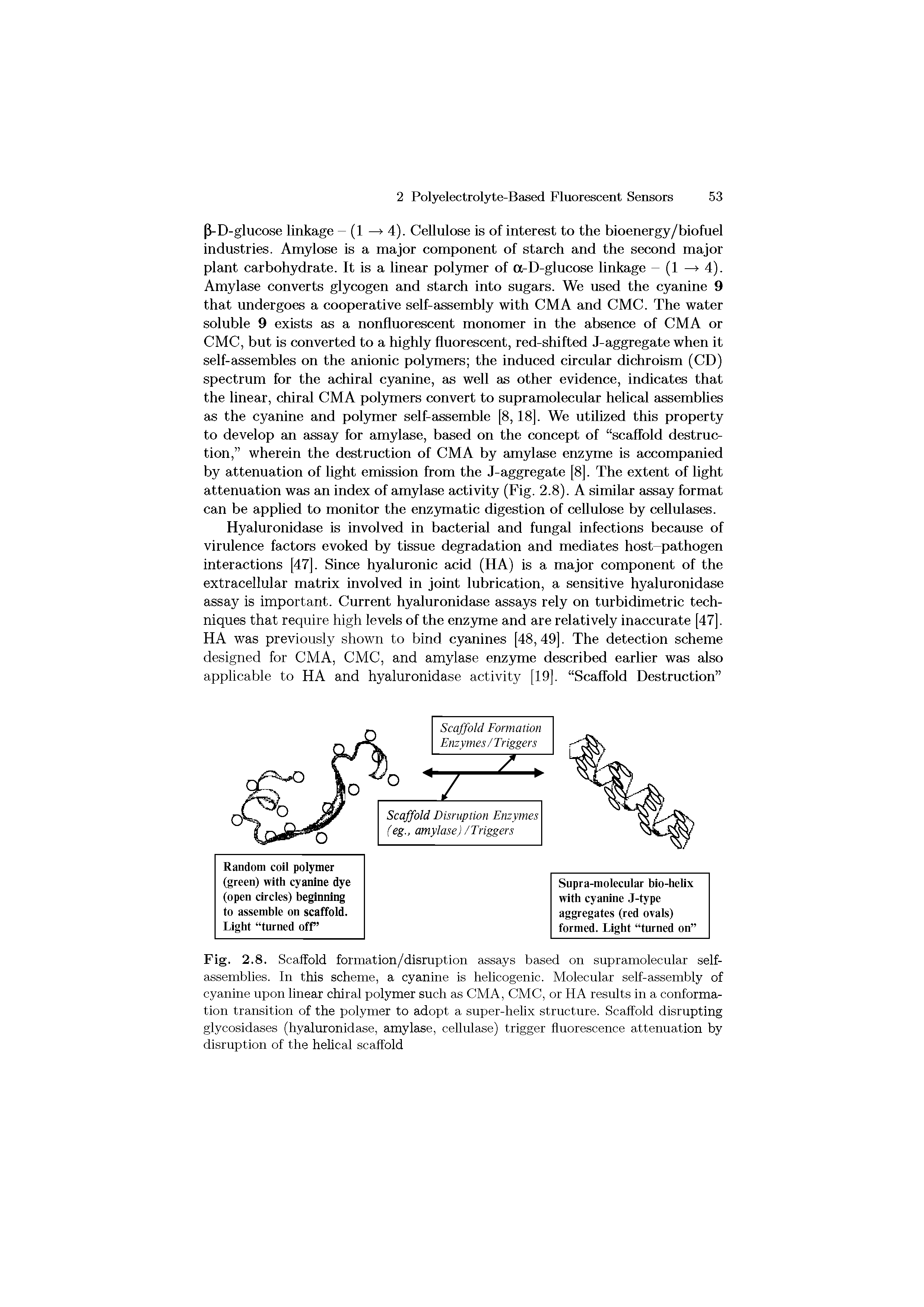 Fig. 2.8. Scaffold formation/disruption assays based on supramolecular self-assemblies. In this scheme, a cyanine is helicogenic. Molecular self-assembly of cyanine upon linear chiral polymer such as CMA, CMC, or HA results in a conformation transition of the polymer to adopt a super-helix structure. Scaffold disrupting glycosidases (hyaluronidase, amylase, cellulase) trigger fluorescence attenuation by disruption of the helical scaffold...