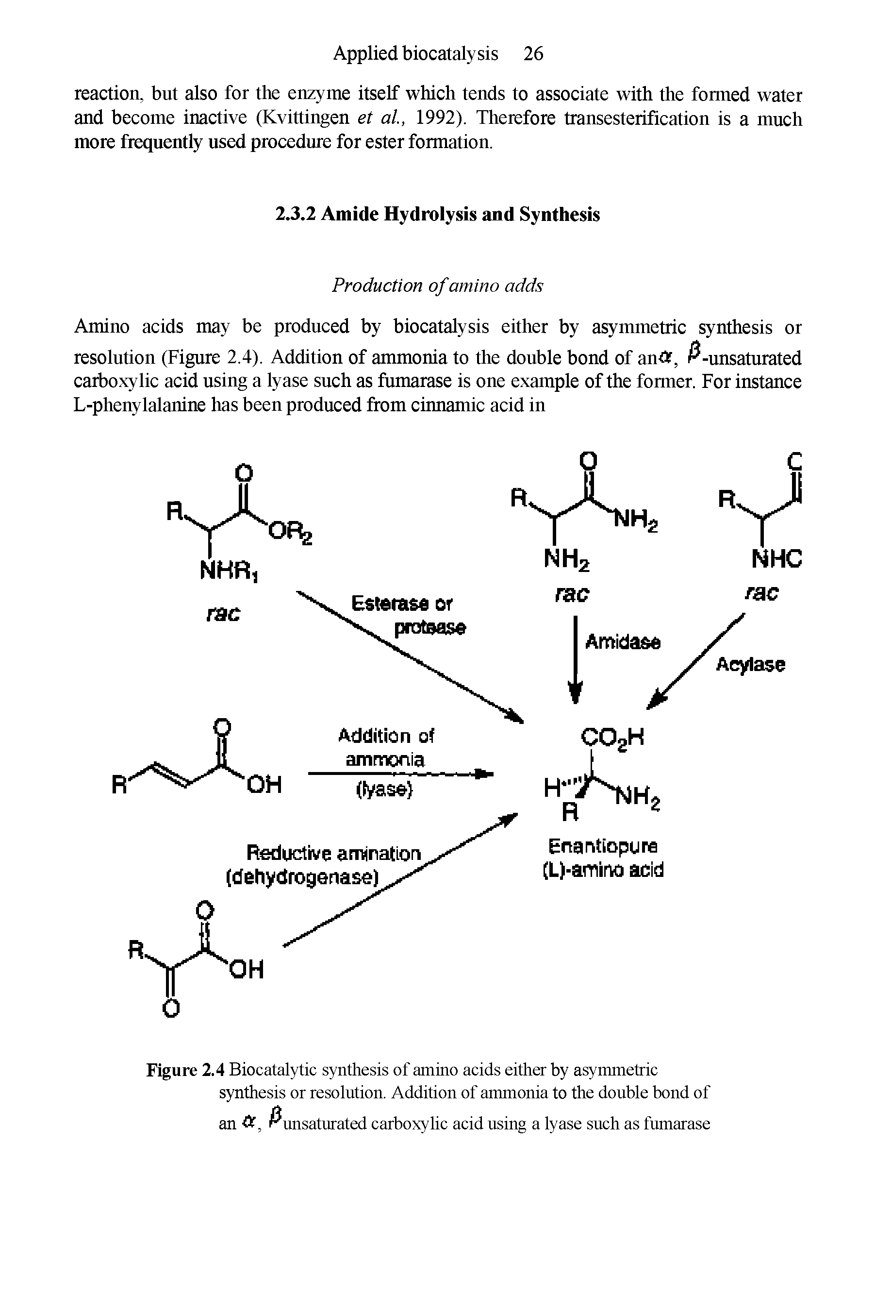 Figure 2.4 Biocatalytic synthesis of amino acids either by asymmetric...