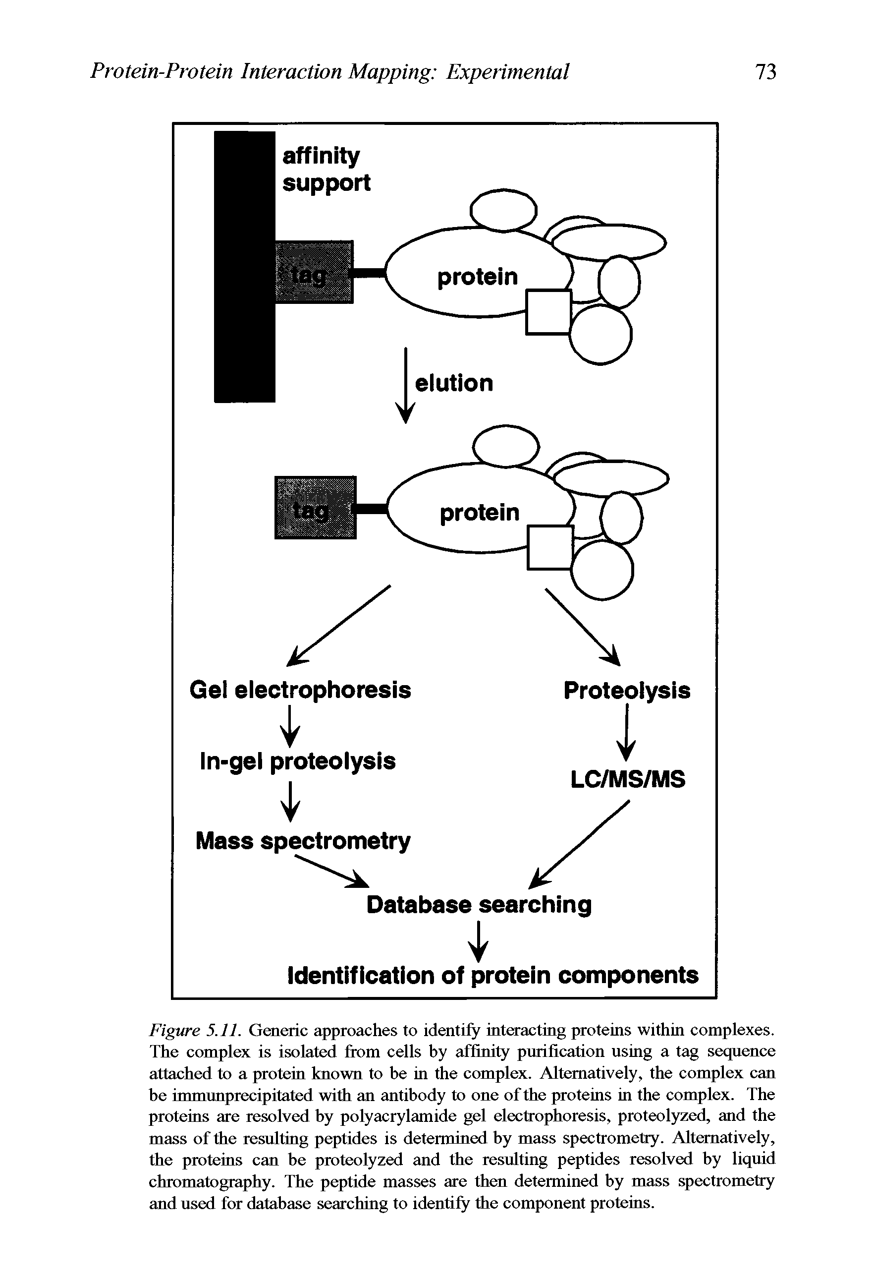 Figure 5.11. Generic approaches to identify interacting proteins within complexes. The complex is isolated from cells by affinity purification using a tag sequence attached to a protein known to be in the complex. Alternatively, the complex can be immunprecipitated with an antibody to one of the proteins in the complex. The proteins are resolved by polyacrylamide gel electrophoresis, proteolyzed, and the mass of the resulting peptides is determined by mass spectrometry. Alternatively, the proteins can be proteolyzed and the resulting peptides resolved by liquid chromatography. The peptide masses are then determined by mass spectrometry and used for database searching to identify the component proteins.